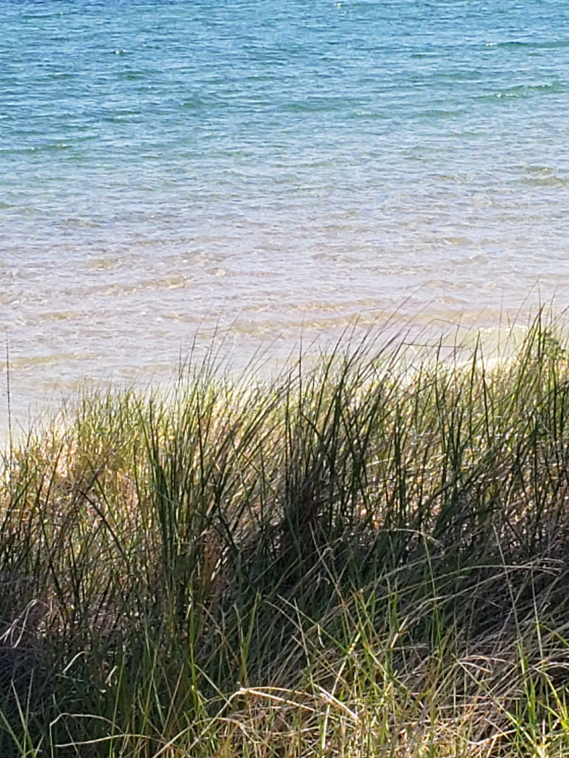 A beach with a lot of grass and a body of water in the background.