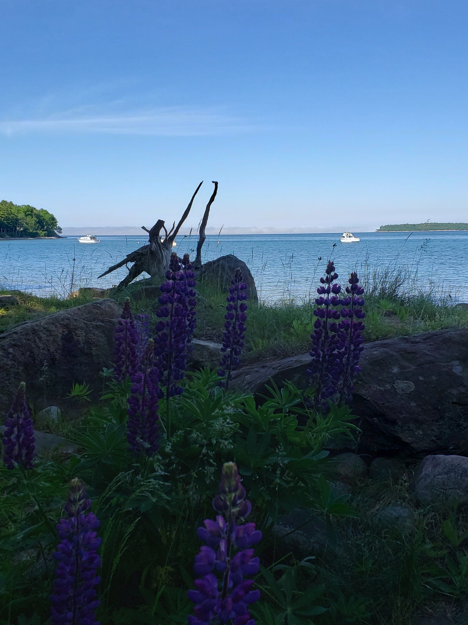 There are purple flowers in the foreground and a body of water in the background.
