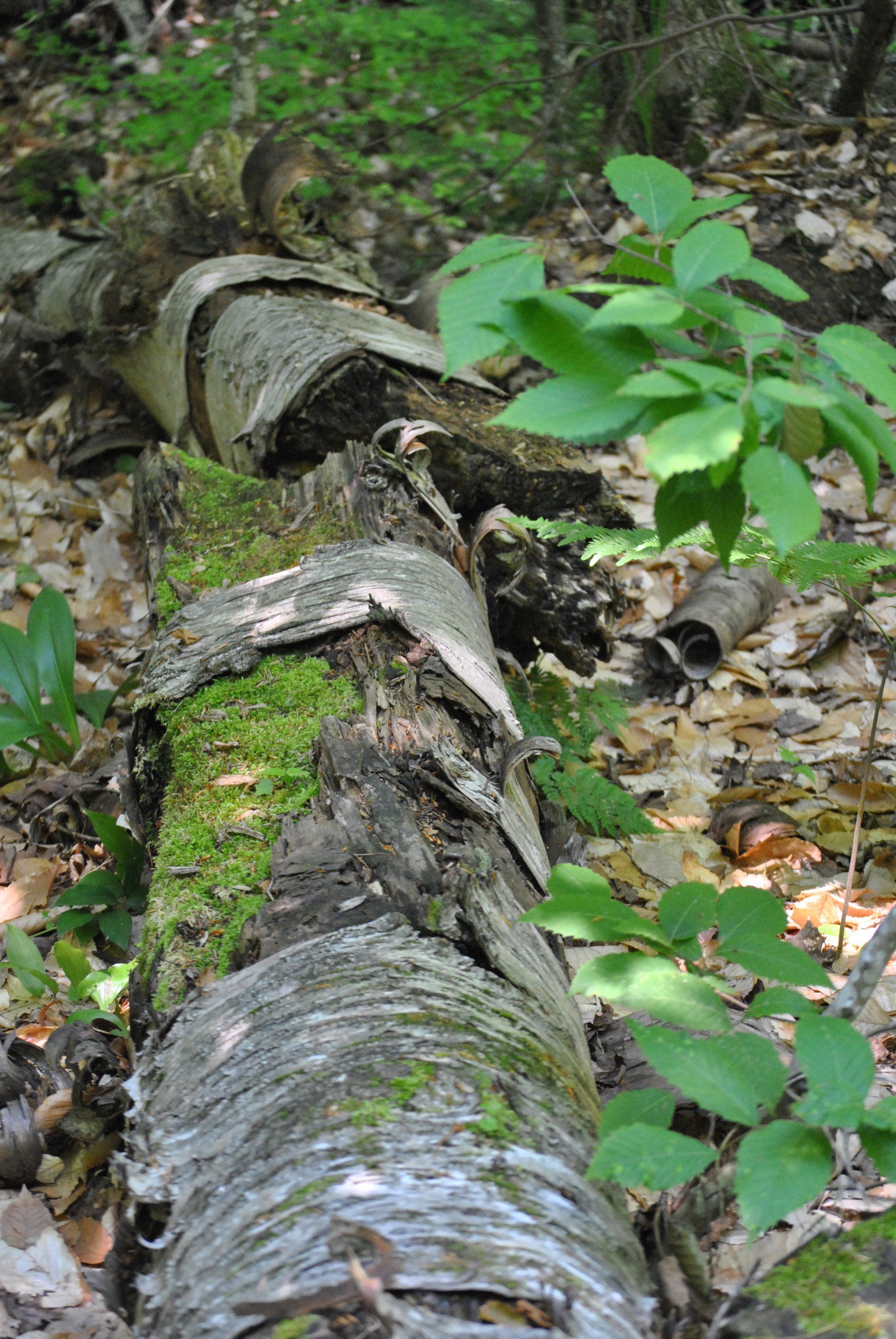 A tree trunk covered in moss and leaves in the woods.