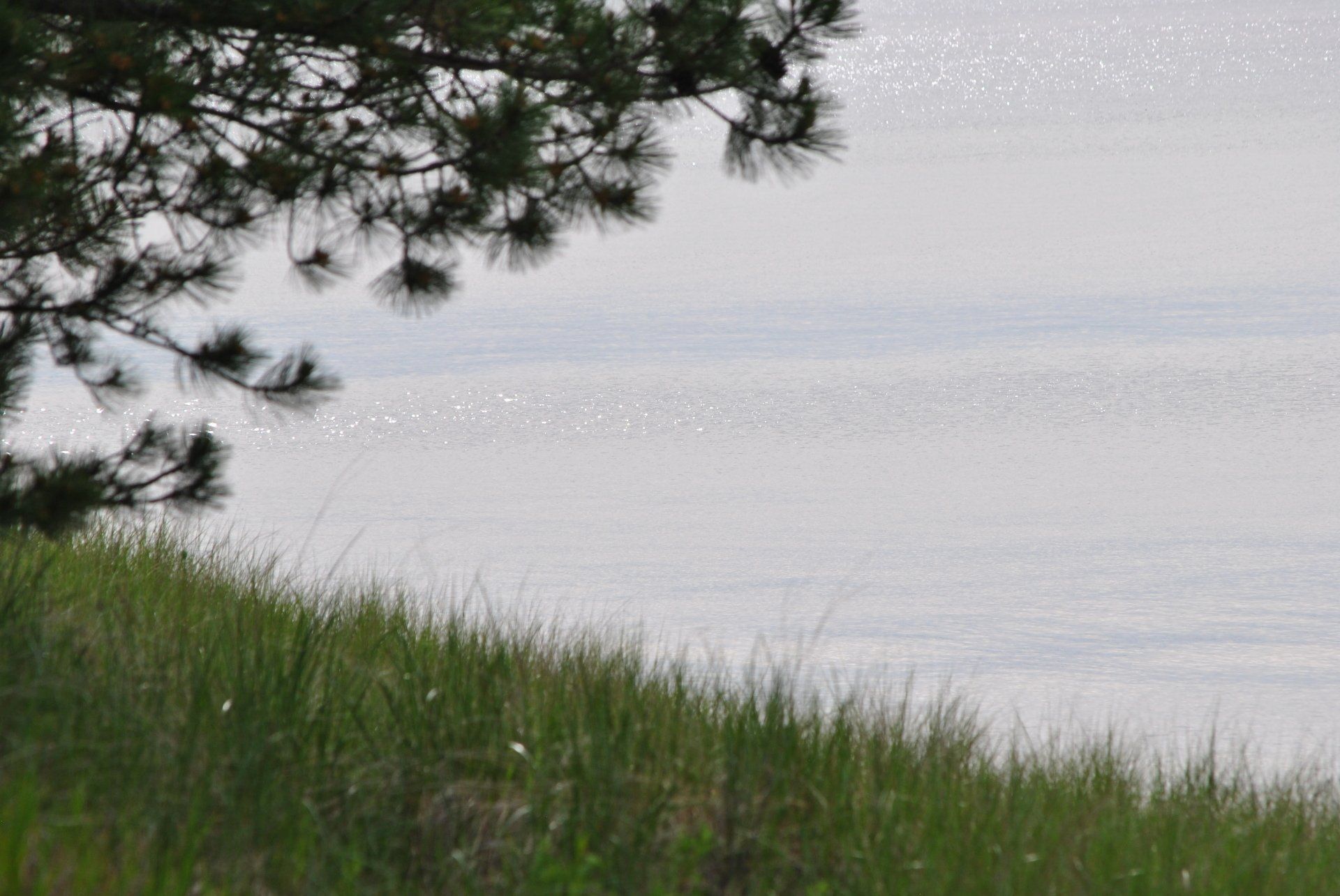 There is a tree in the foreground and a body of water in the background.