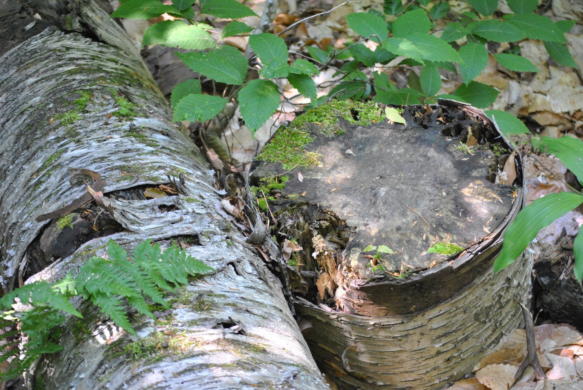 A close up of a tree stump in the woods