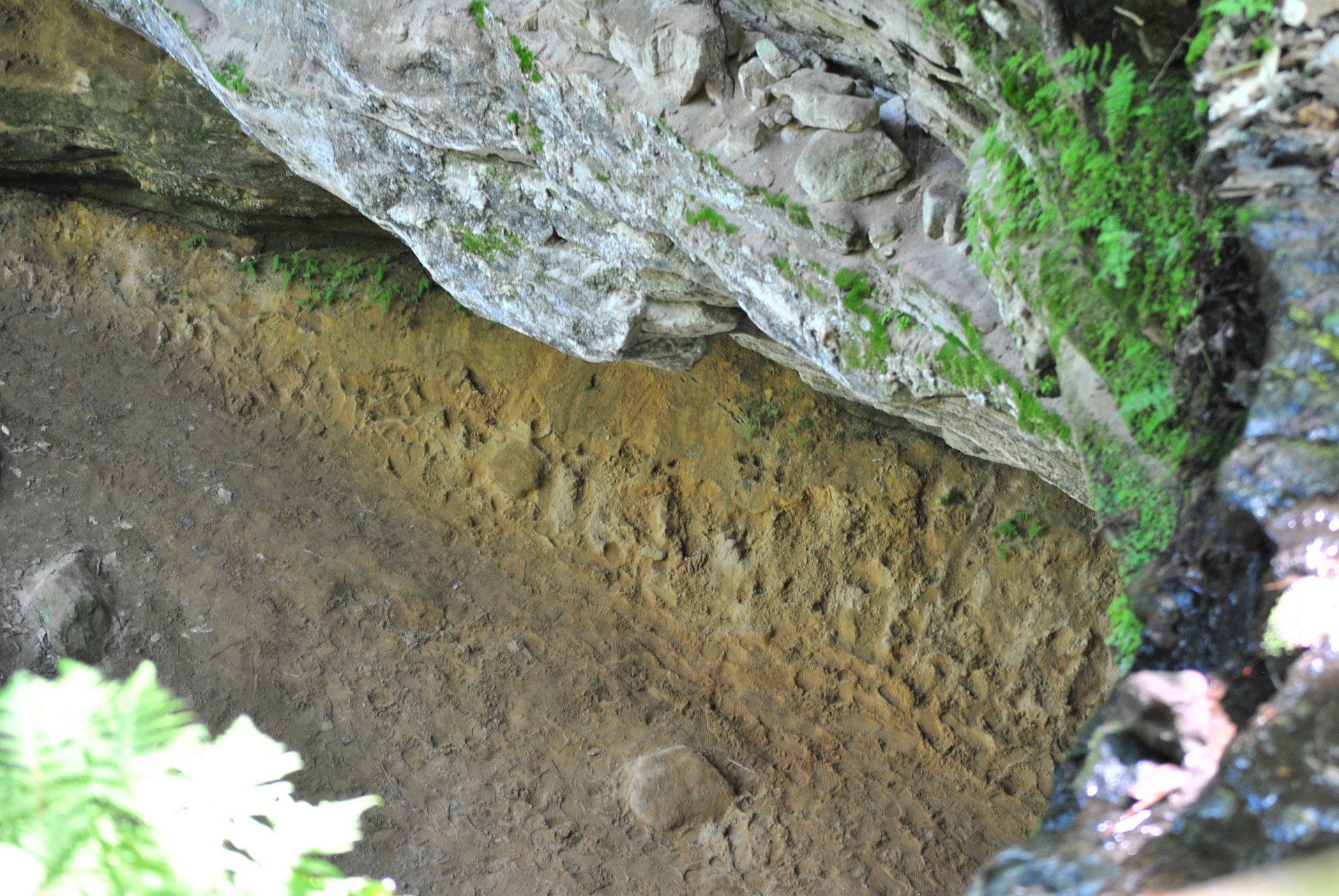 A rocky cliff with a few plants growing on it