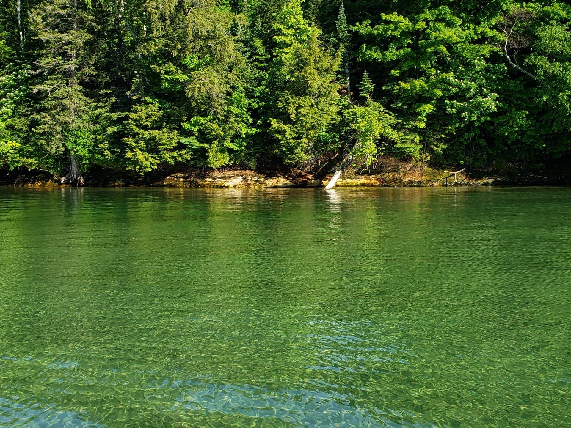 A large body of water surrounded by trees on a sunny day