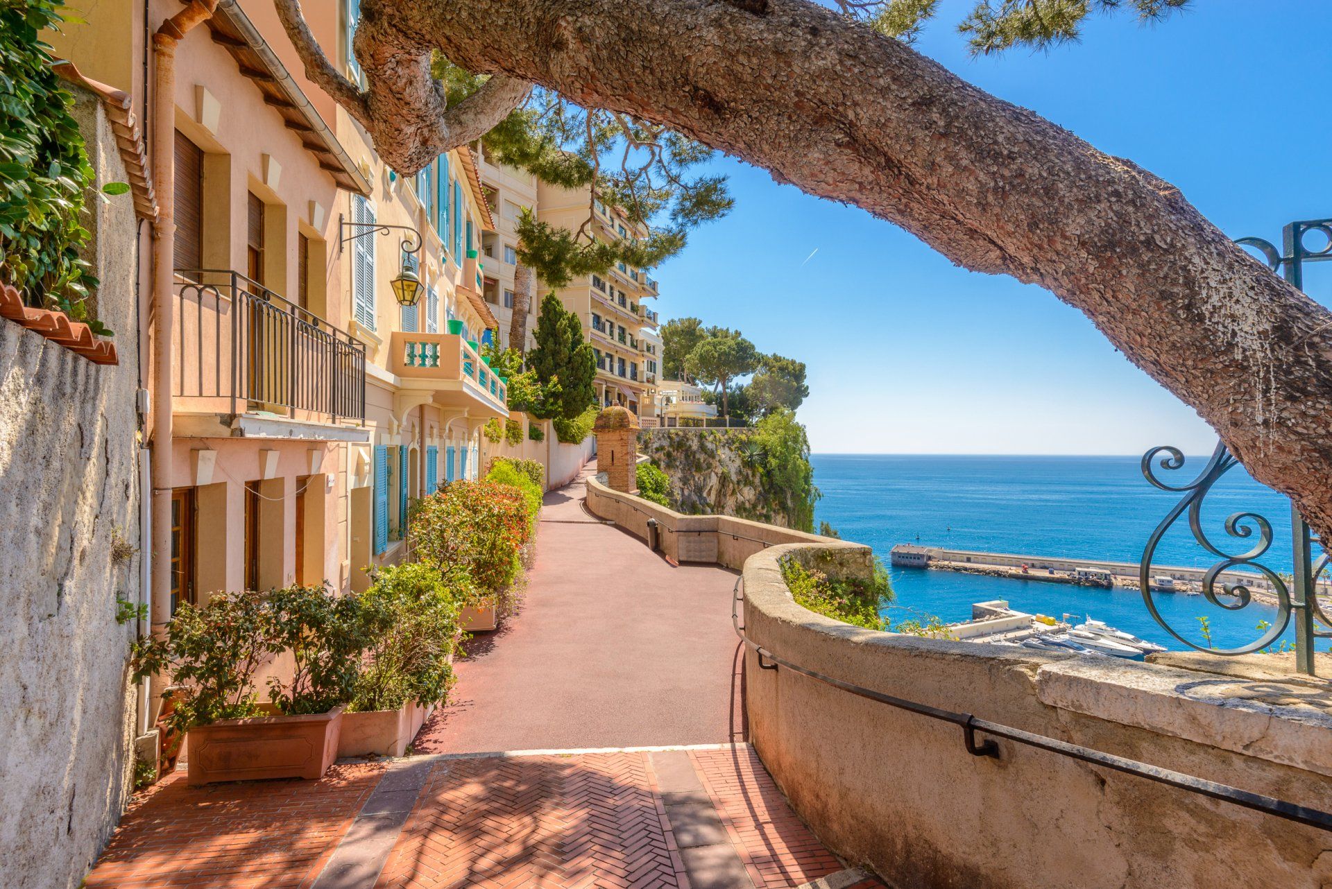A tree branch is hanging over a sidewalk leading to the ocean.