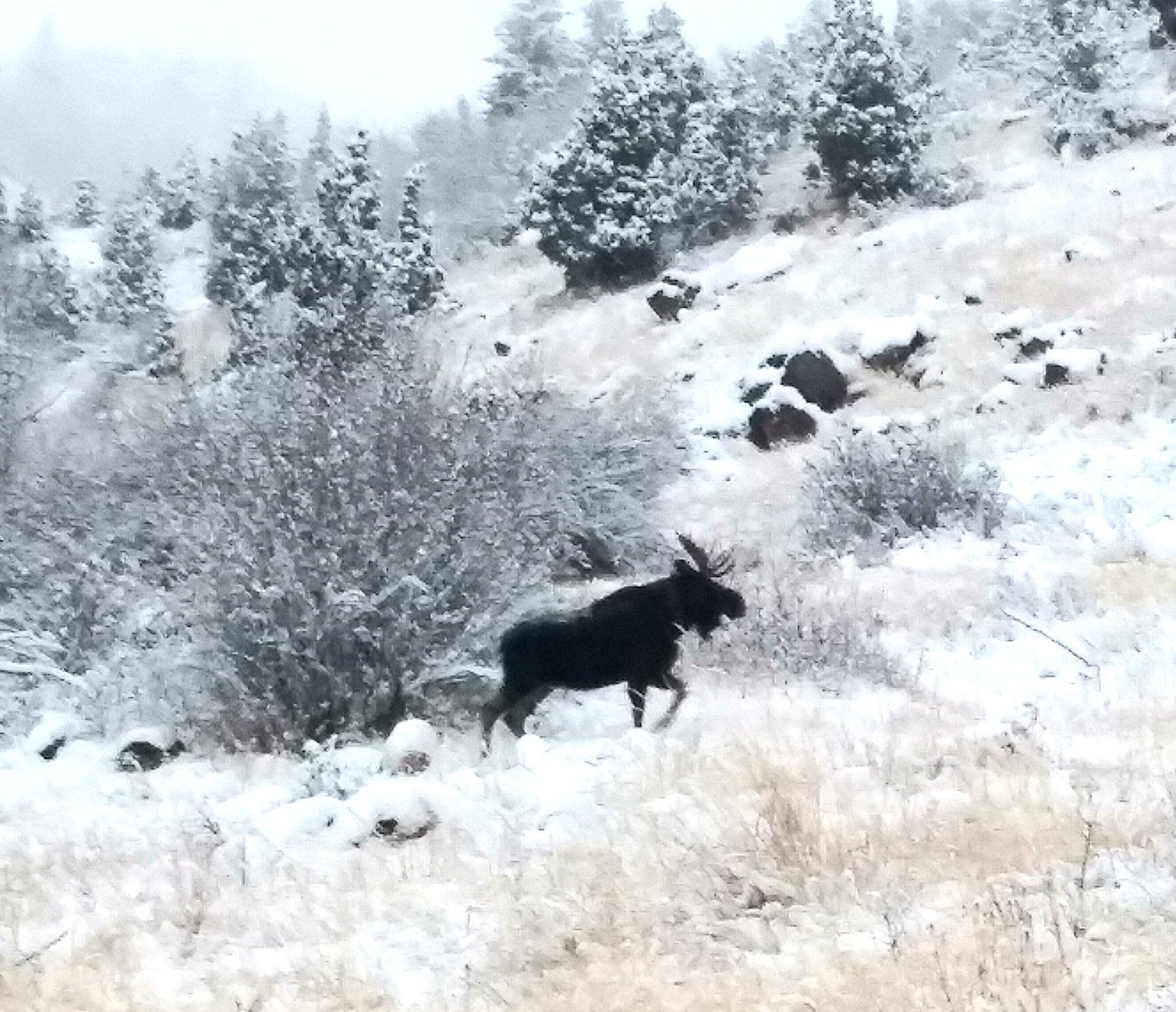 A moose is walking through a snowy field