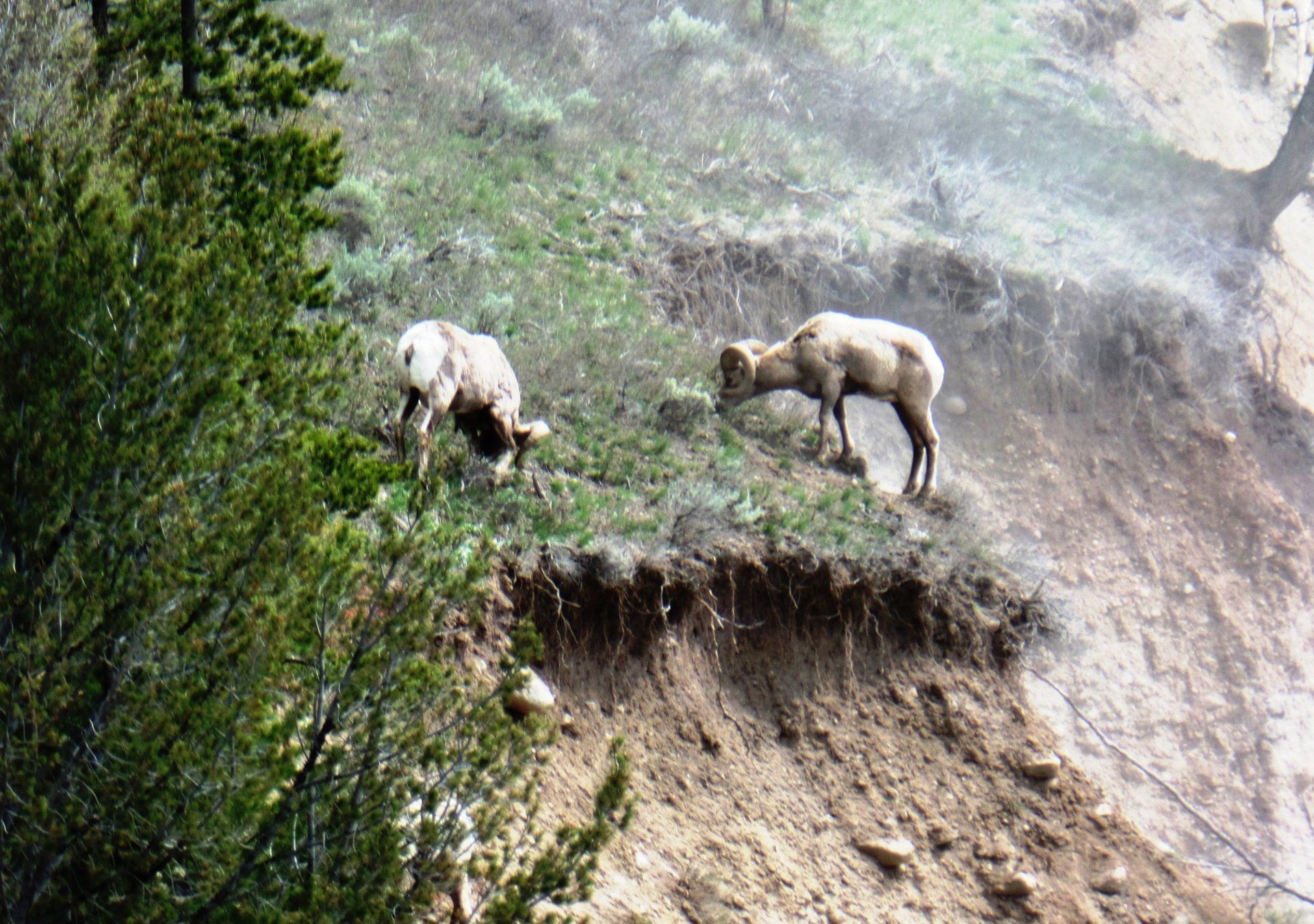 A couple of sheep standing on top of a hill