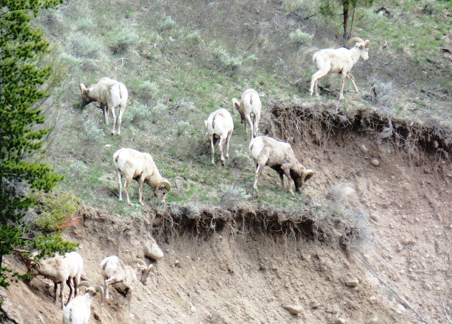 A herd of sheep grazing on a dirt hillside