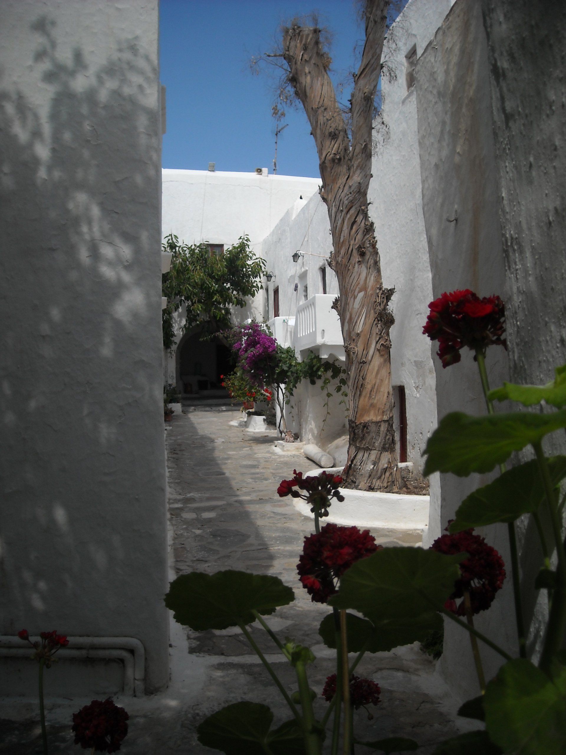 A narrow alleyway with flowers in the foreground and a tree in the background