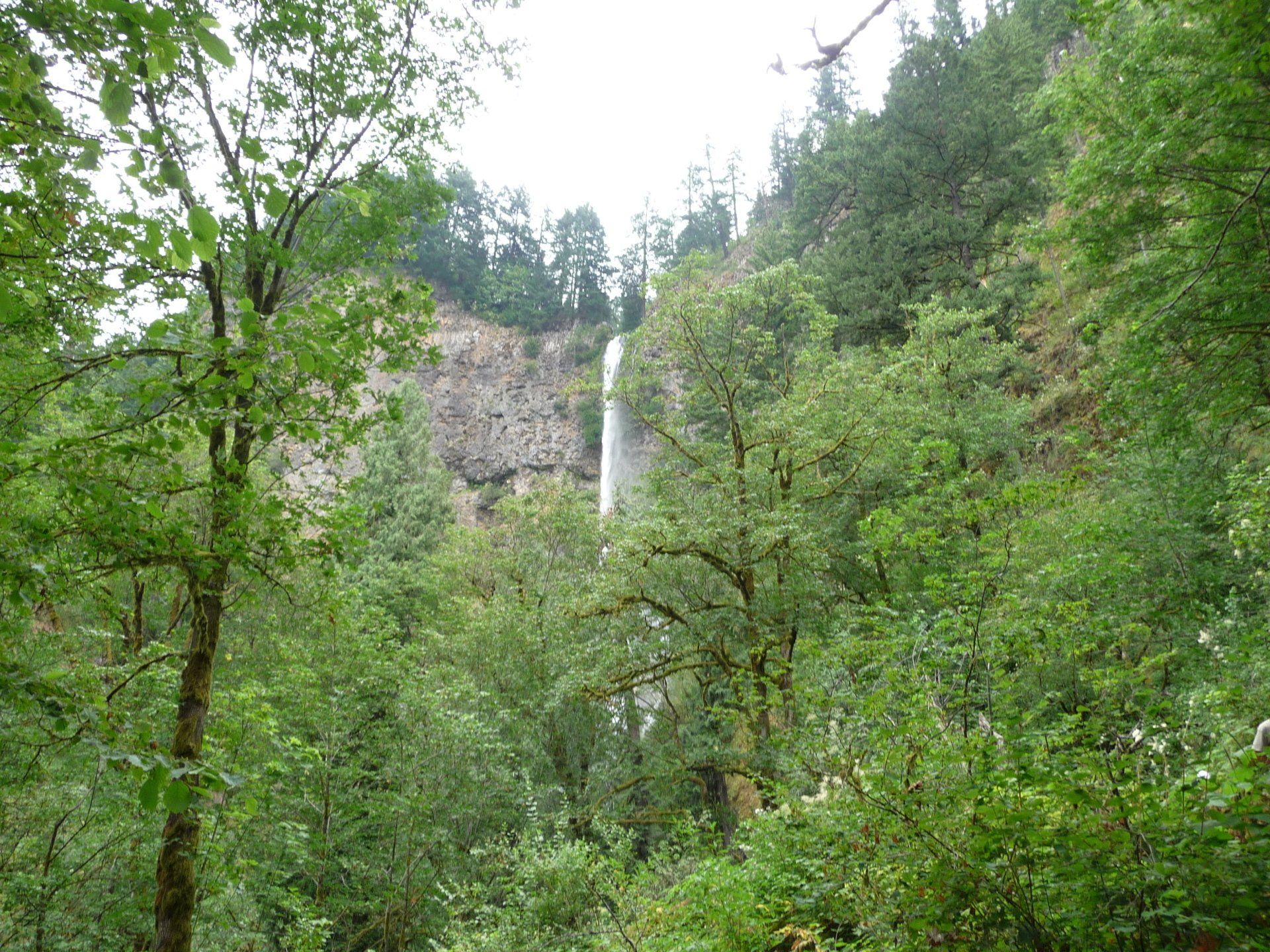 A waterfall is surrounded by trees in the middle of a forest.