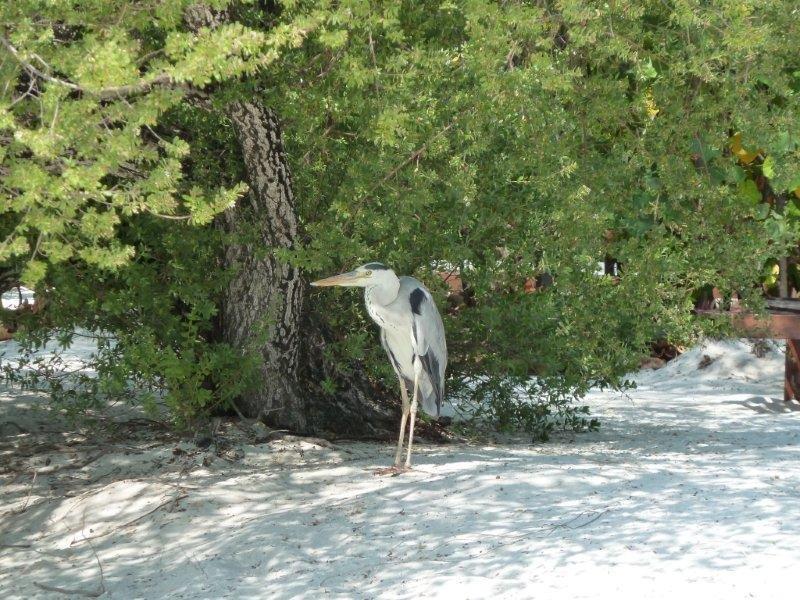 A bird standing under a tree on a beach
