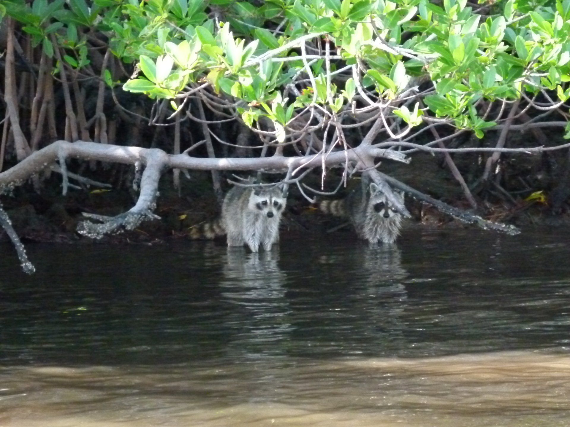 Three raccoons are standing in the water near a tree branch