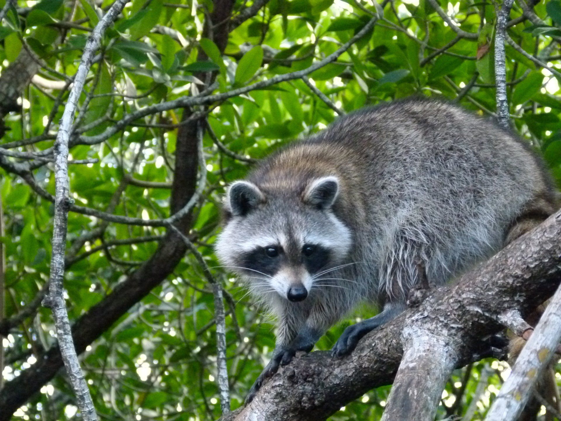 A raccoon is sitting on a tree branch looking at the camera.
