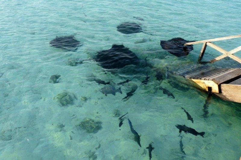A group of fish are swimming in the water near a boat.