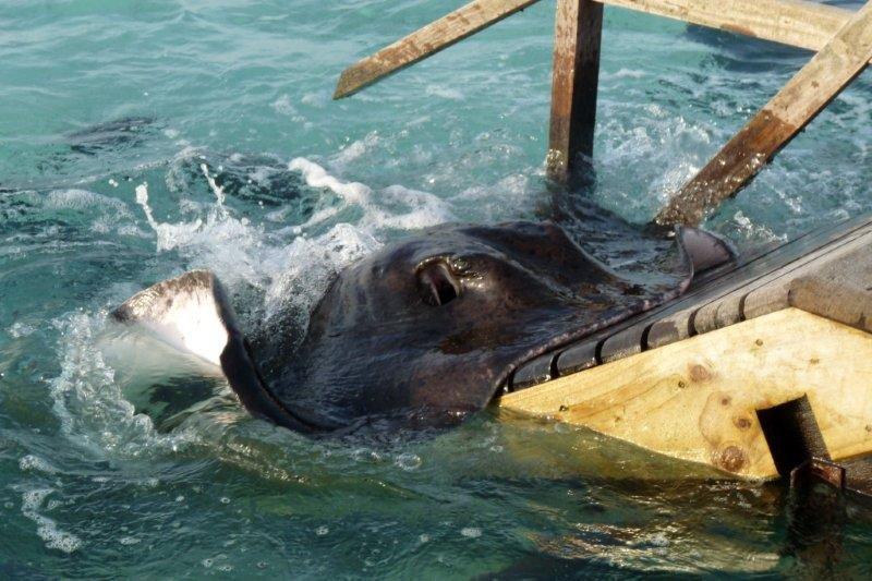 A stingray is swimming in the water near a wooden dock.
