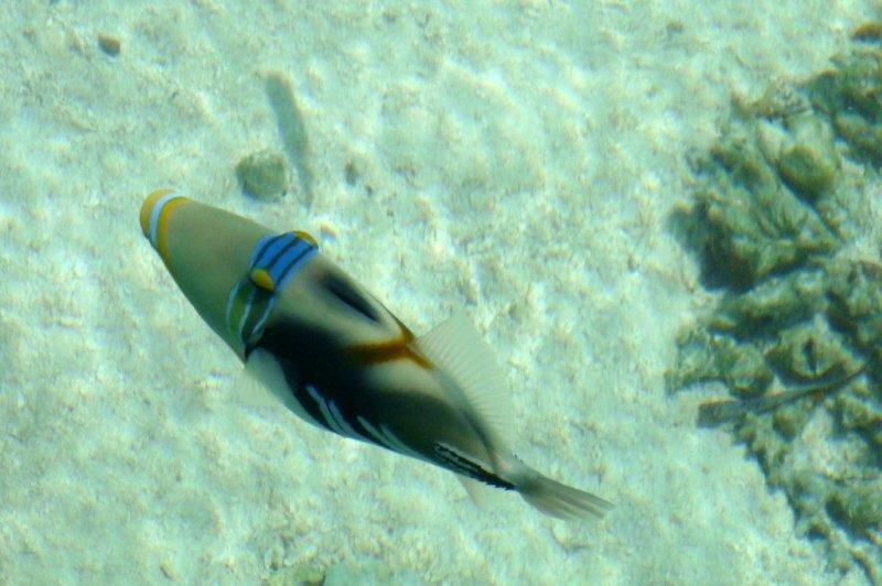 A colorful fish is swimming in the ocean near a coral reef.