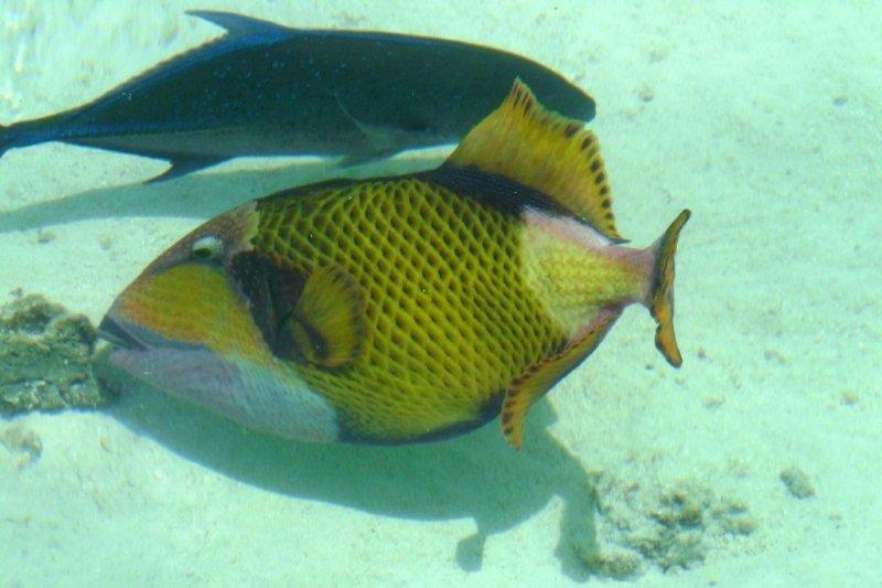 A colorful fish is swimming in the ocean next to a black fish.