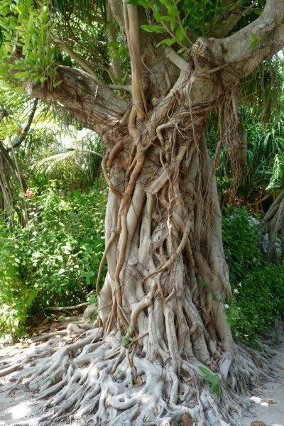 A tree with a lot of roots and leaves