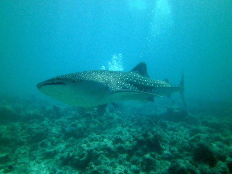 A whale shark is swimming in the ocean near a coral reef.