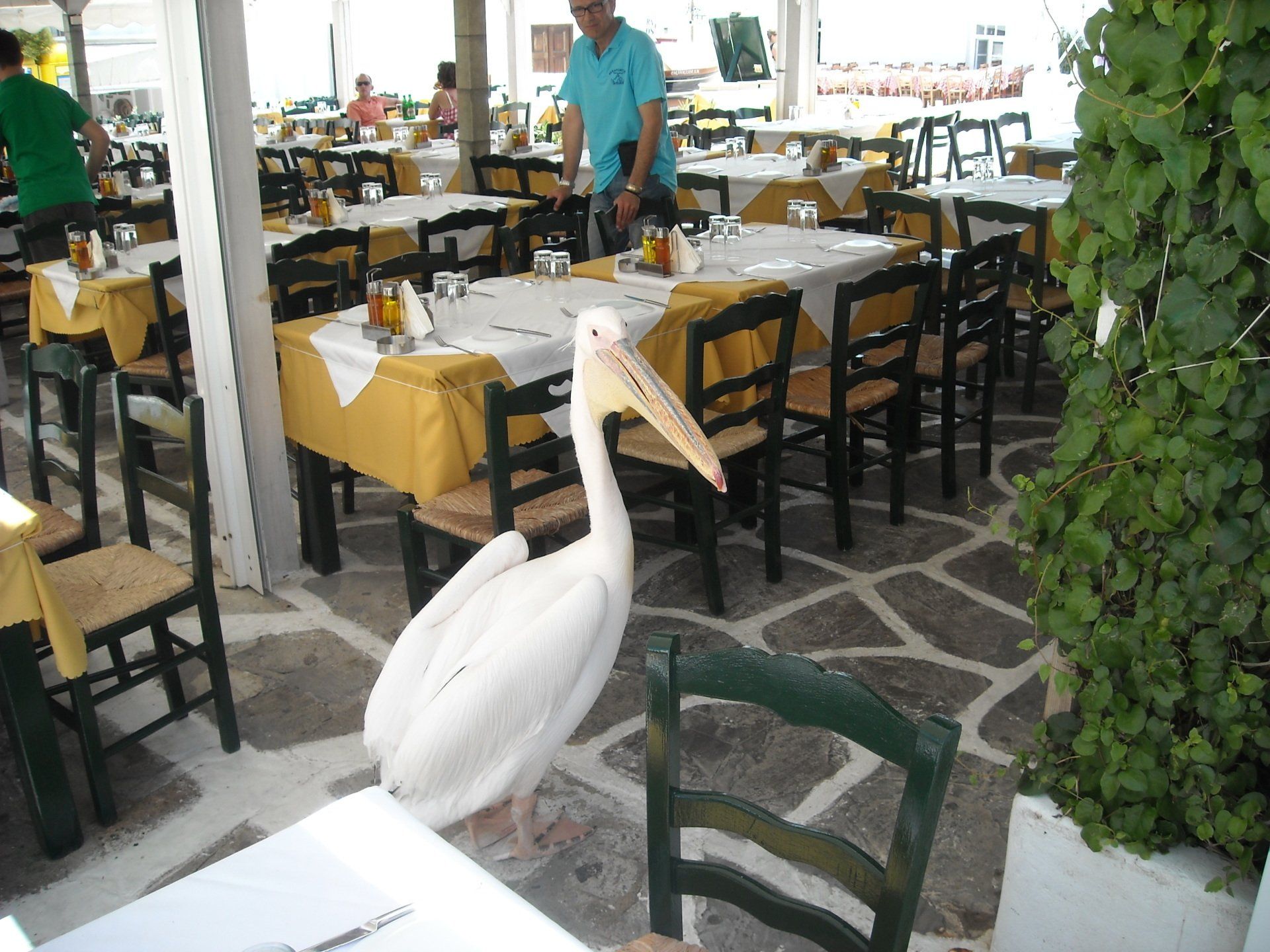 A pelican is standing on a table in a restaurant