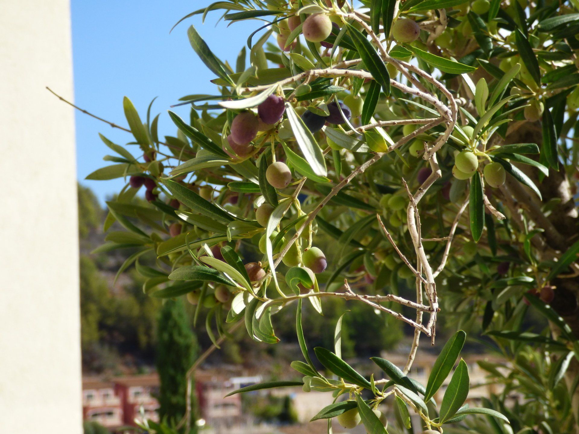 A tree with lots of olives hanging from it