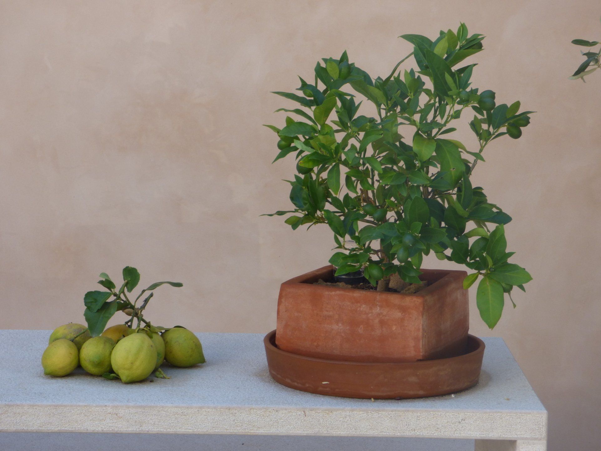 A potted plant sits on a table next to a bunch of lemons