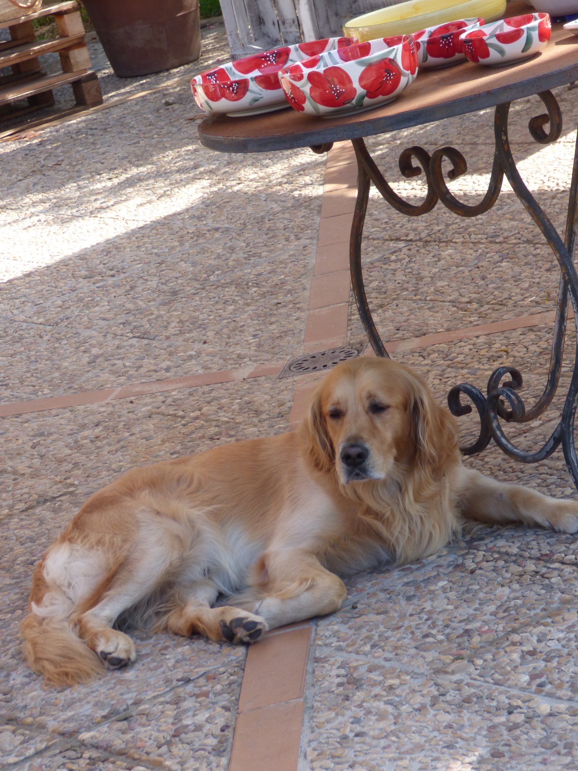 A dog laying on the ground next to a table