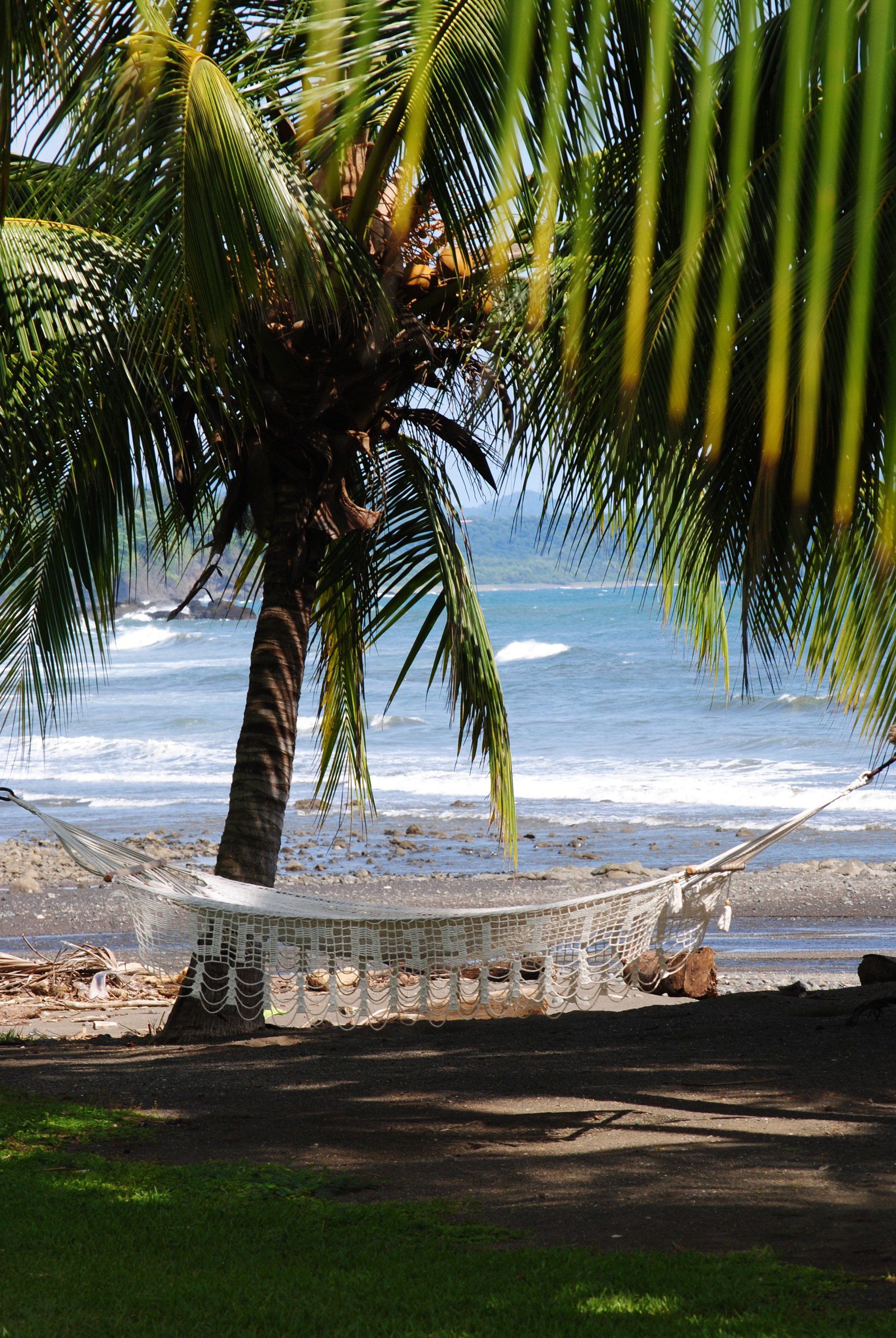 A hammock is hanging from a palm tree near the ocean
