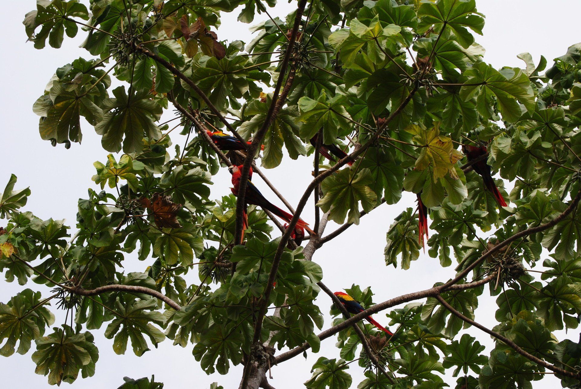 A tree with lots of leaves and birds sitting on it