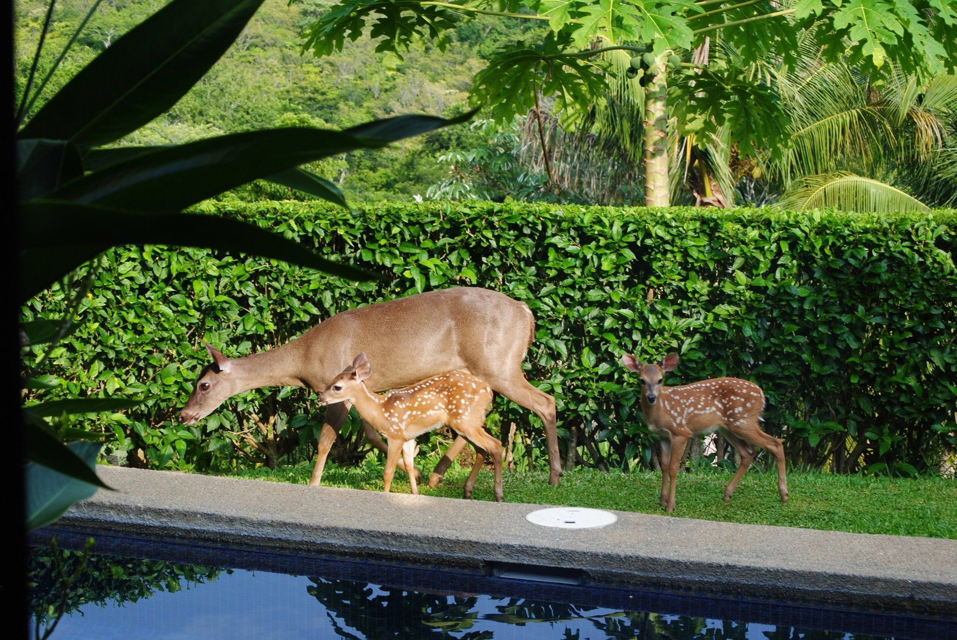 A herd of deer walking near a swimming pool