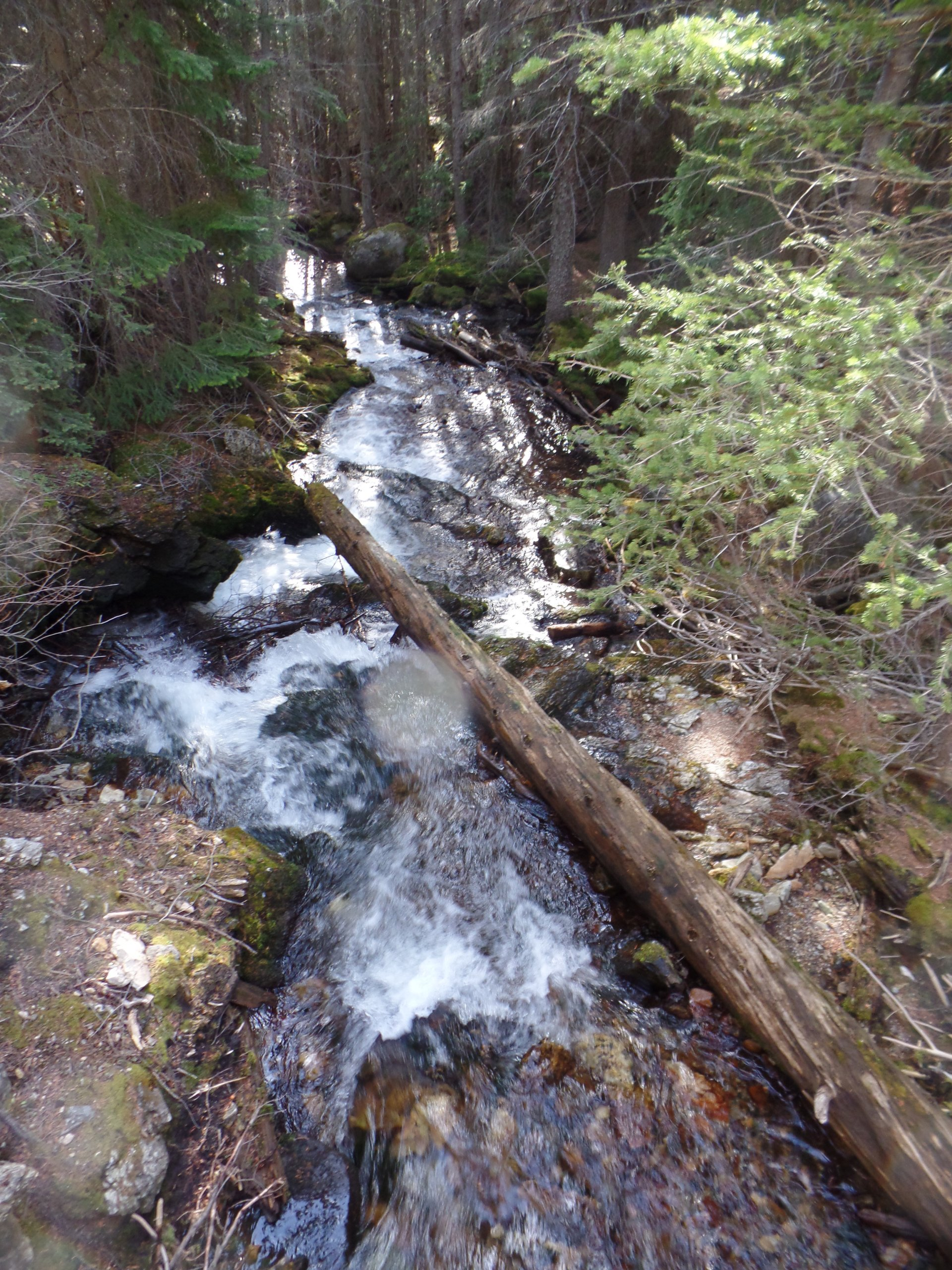 A stream in the woods with a log in the middle