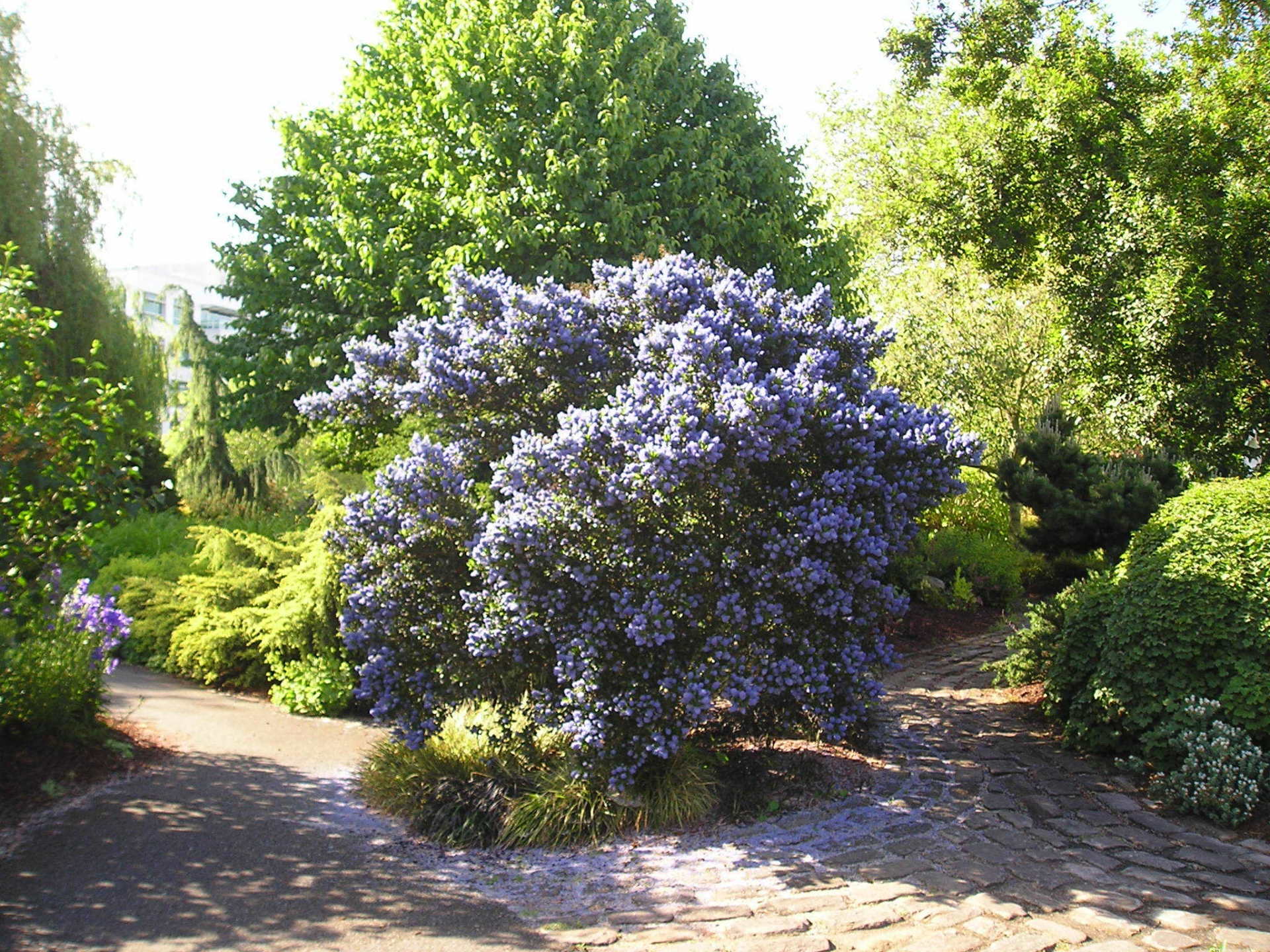 A tree with purple flowers is in the middle of a garden