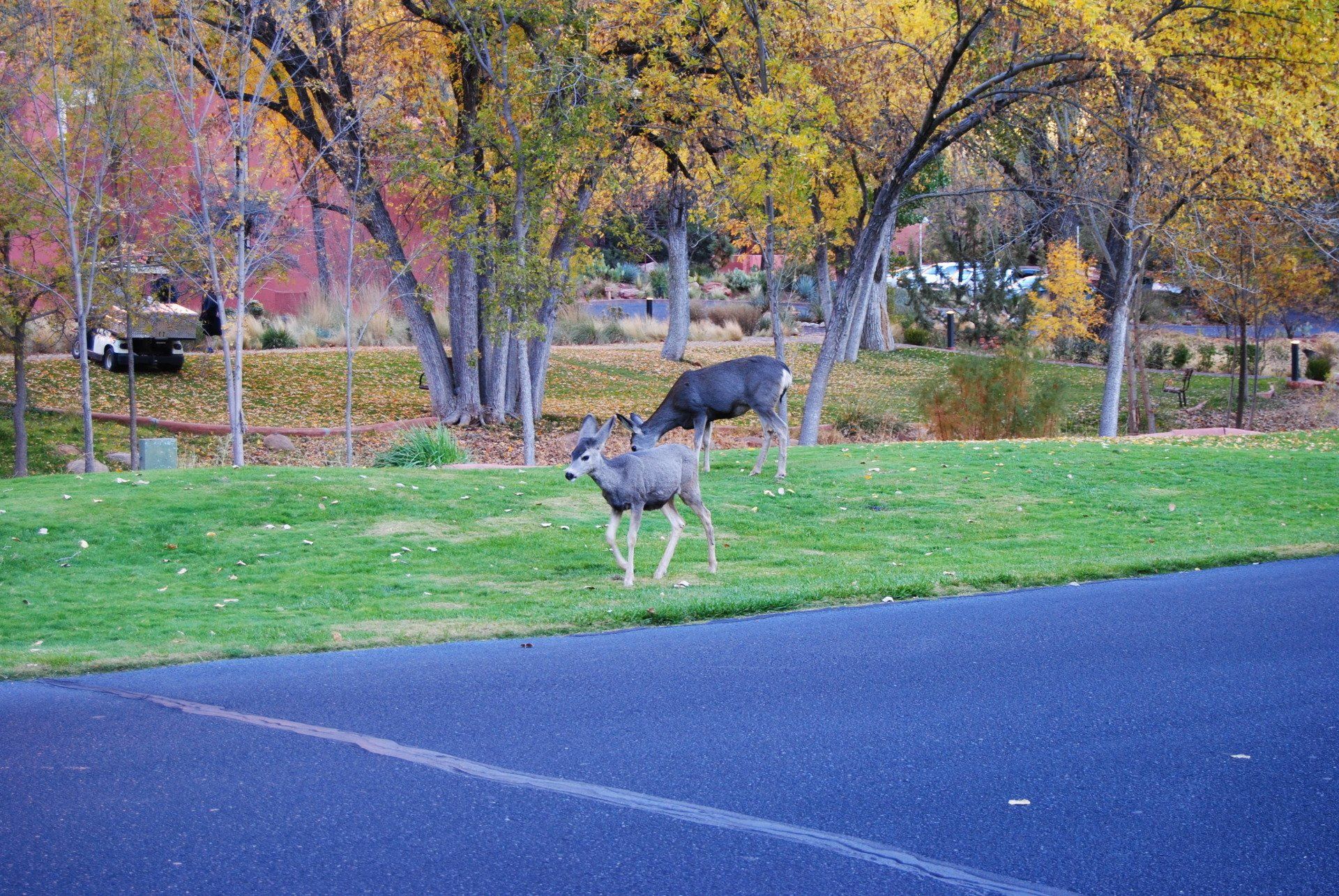 A couple of deer standing on the side of a road.