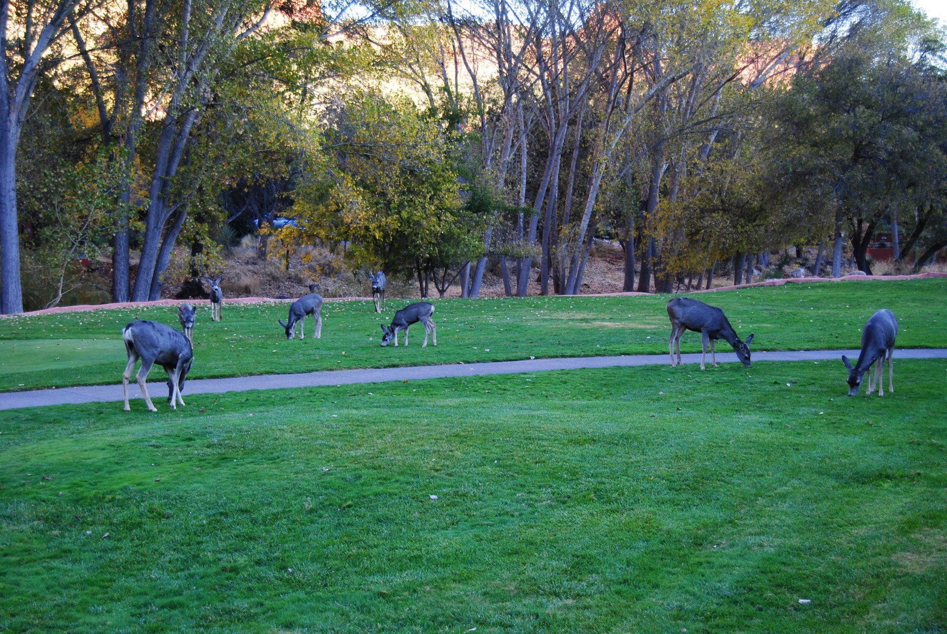 A herd of deer grazing on a lush green field.