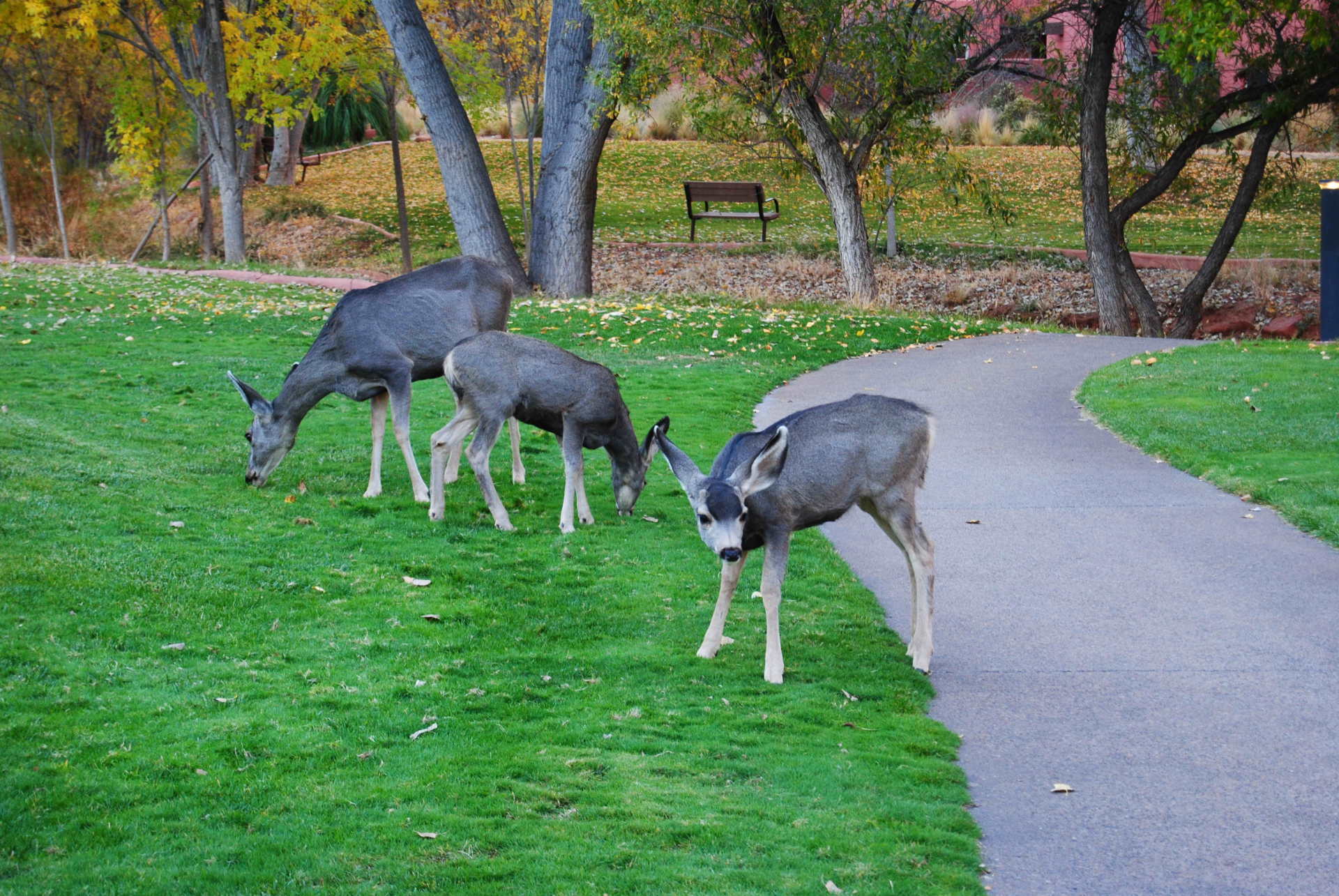 A herd of deer grazing on a path in a park.