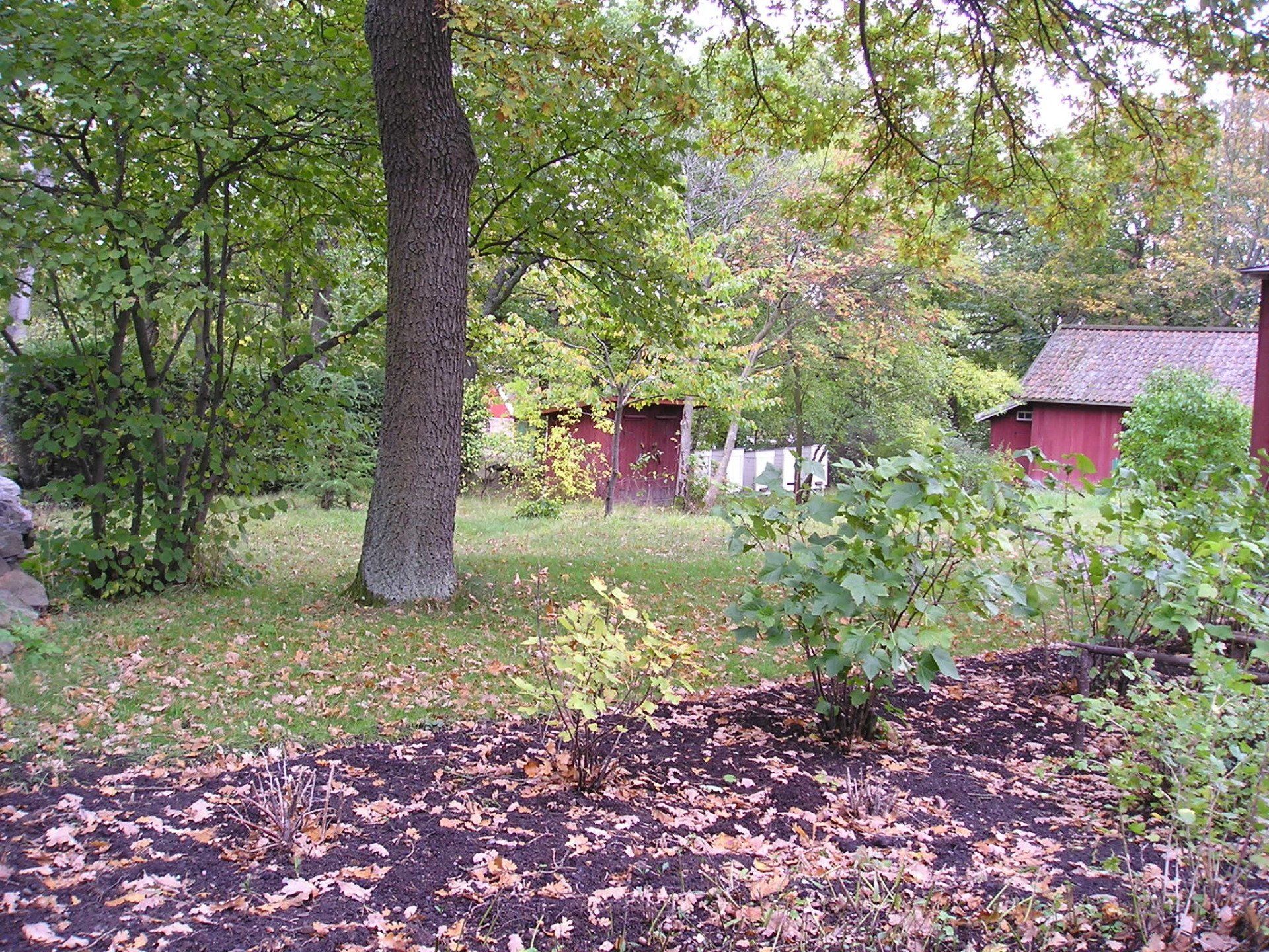 A lush green forest with a red barn in the background