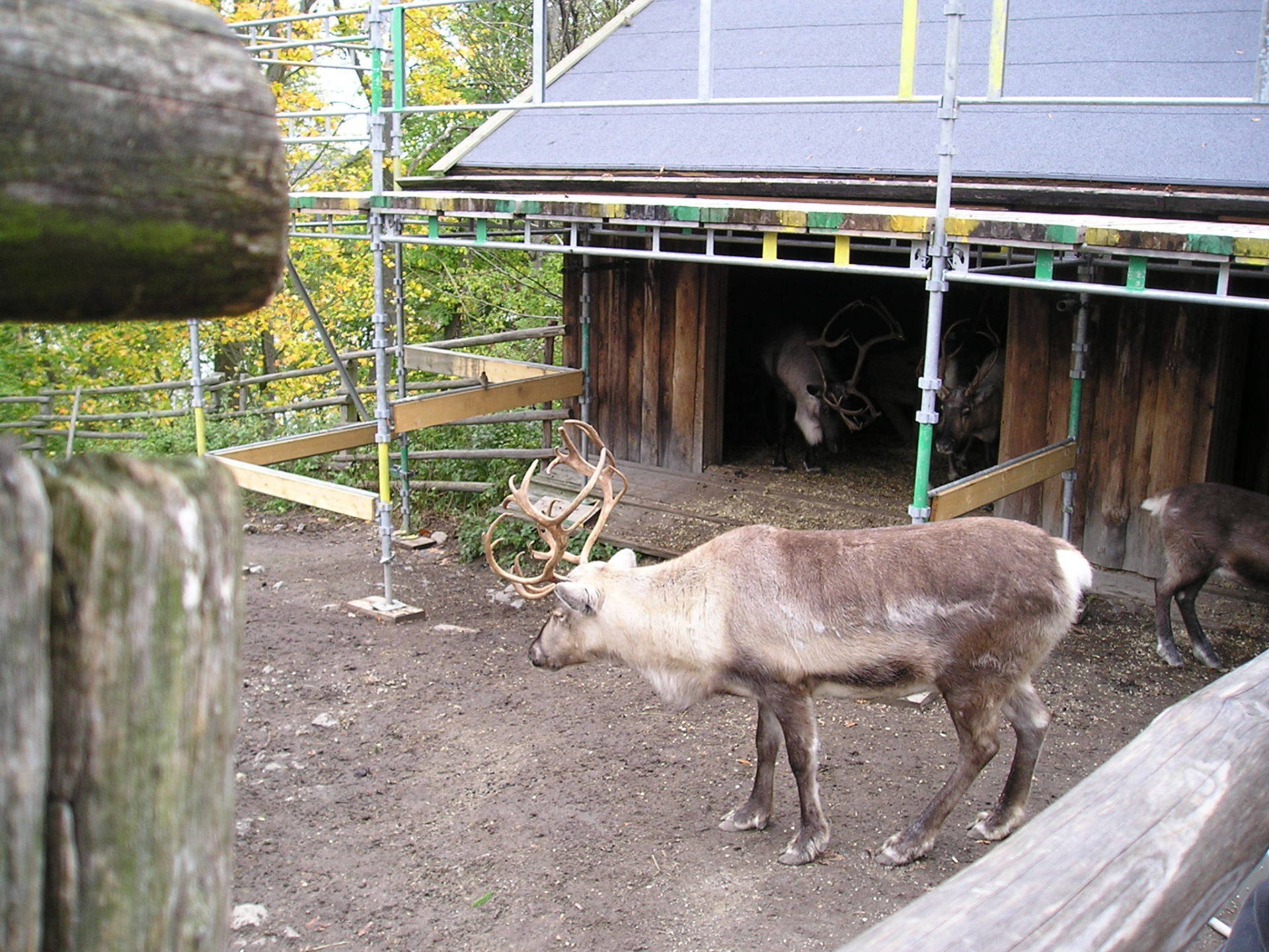 A group of reindeer standing in front of a building