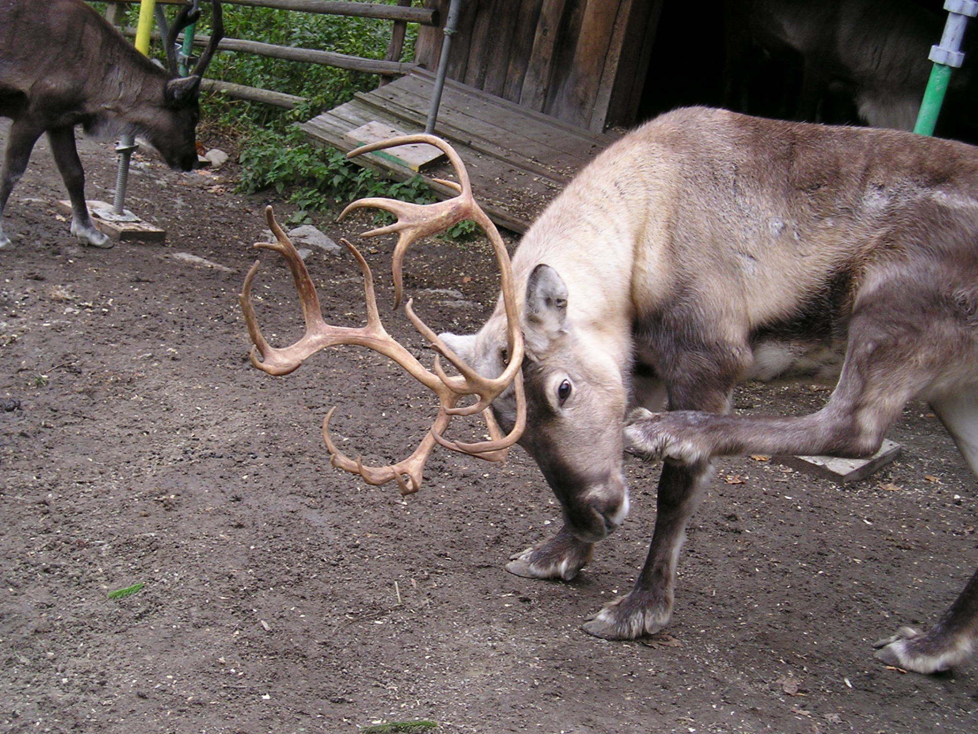 Two reindeer standing next to each other in a dirt field