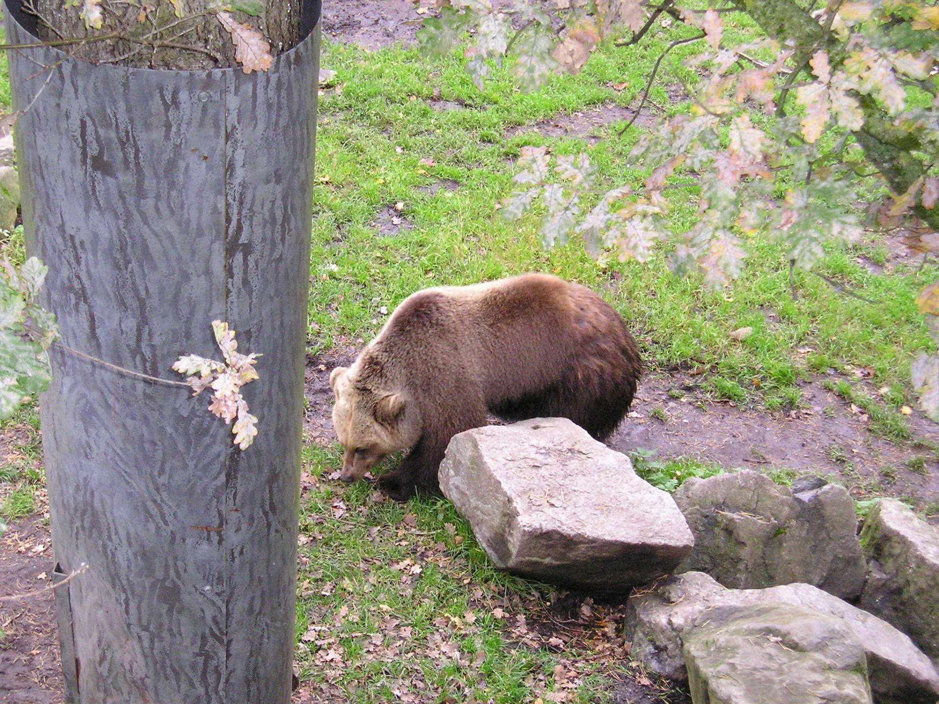 A brown bear laying on a rock next to a tree trunk