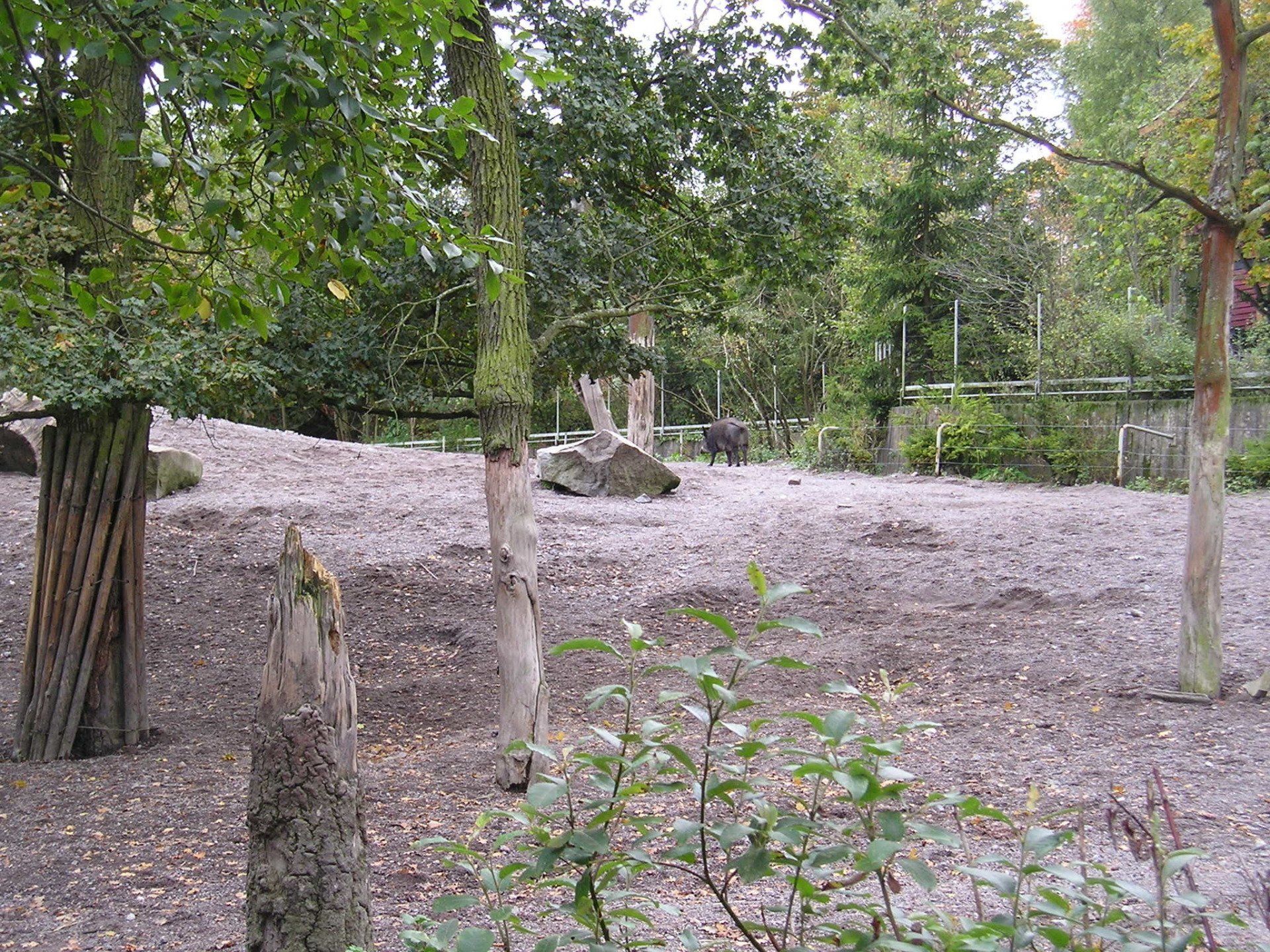 A field of dirt and trees with a fence in the background.