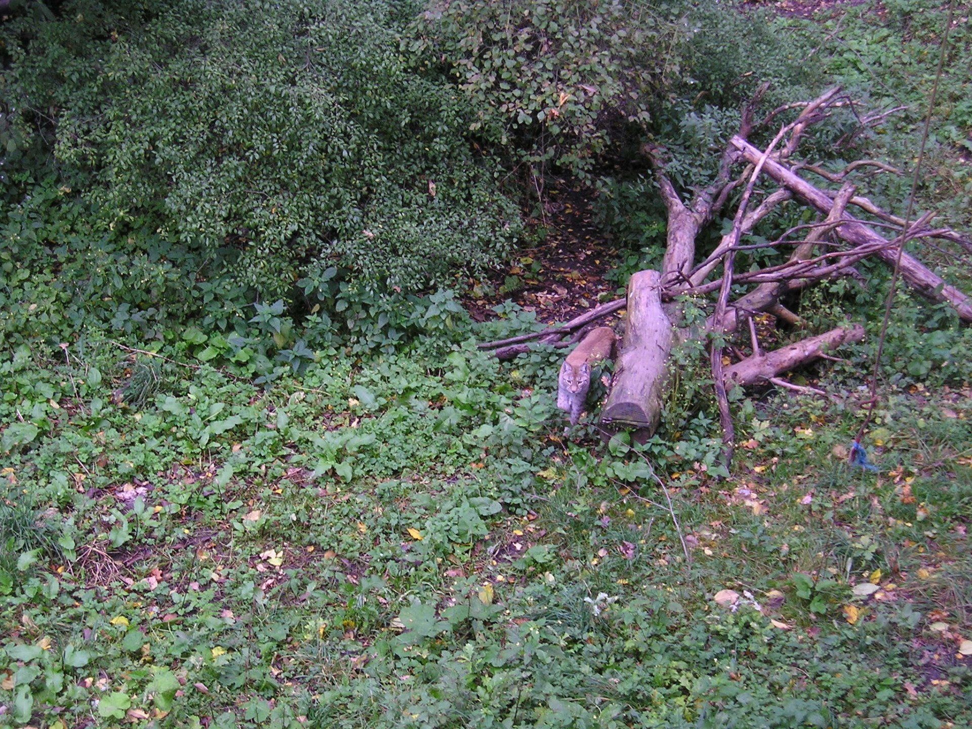 A tree stump is sitting in the middle of a lush green field.