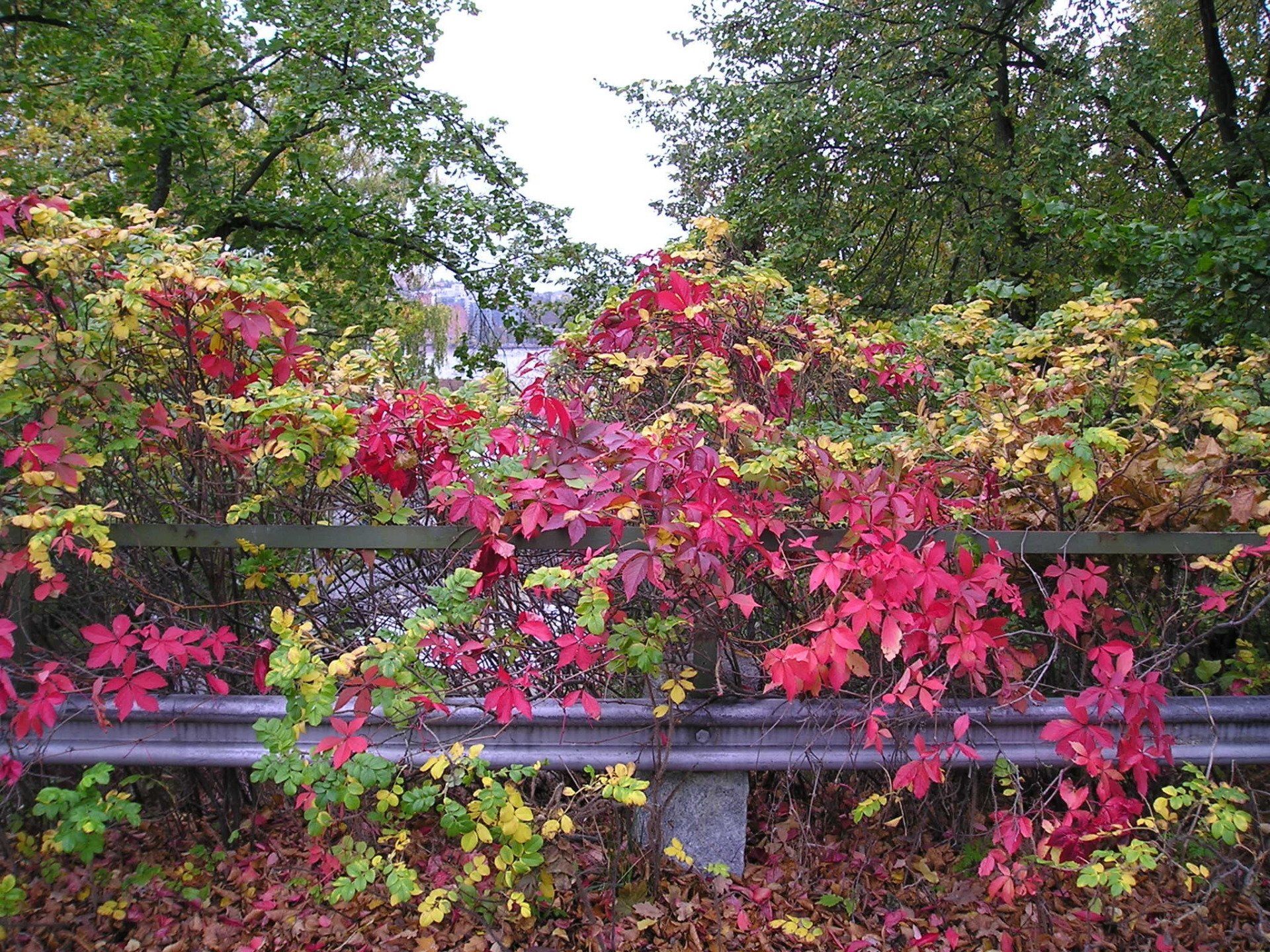 A fence with red and green leaves on it