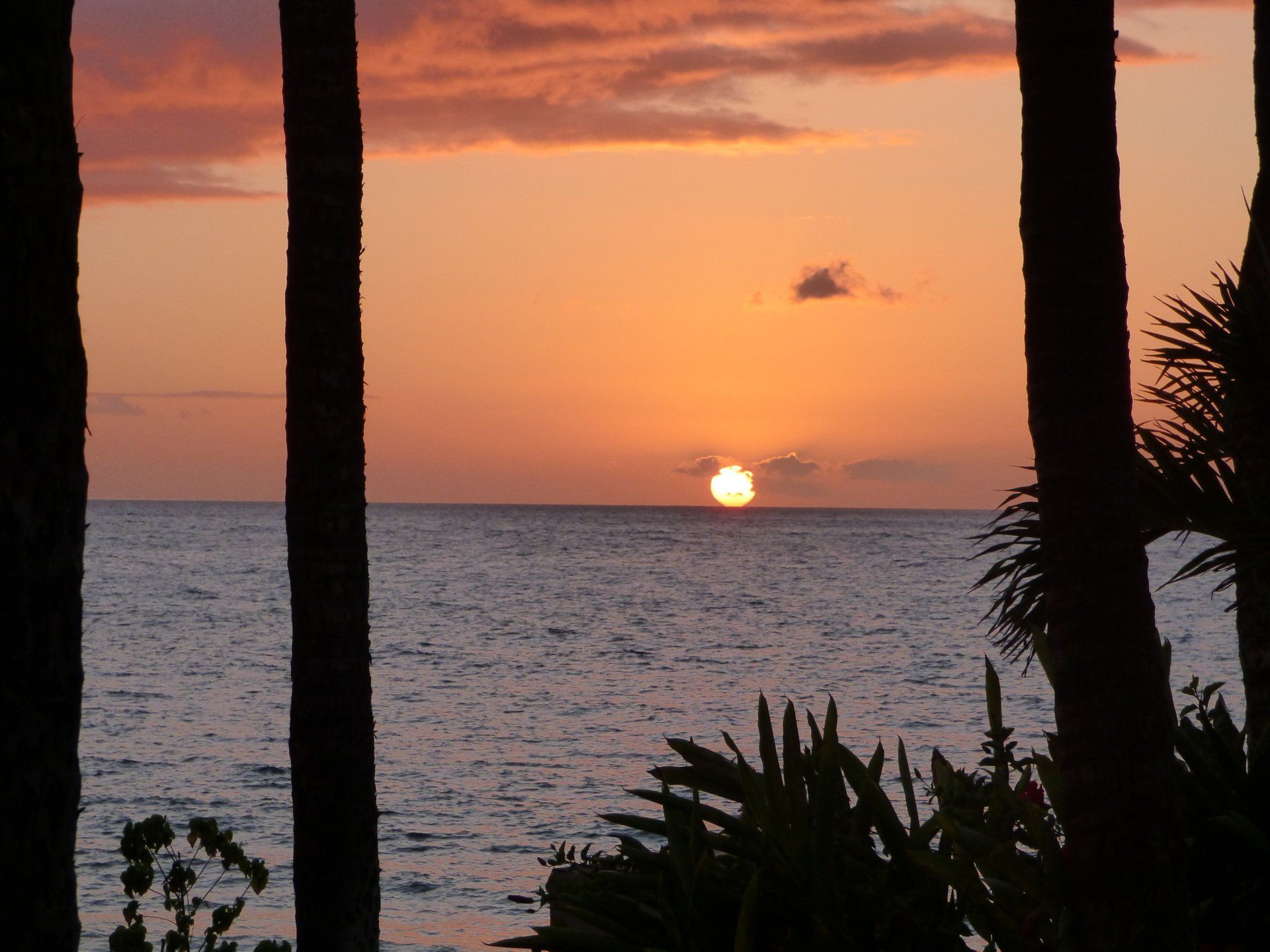 A sunset over the ocean with palm trees in the foreground