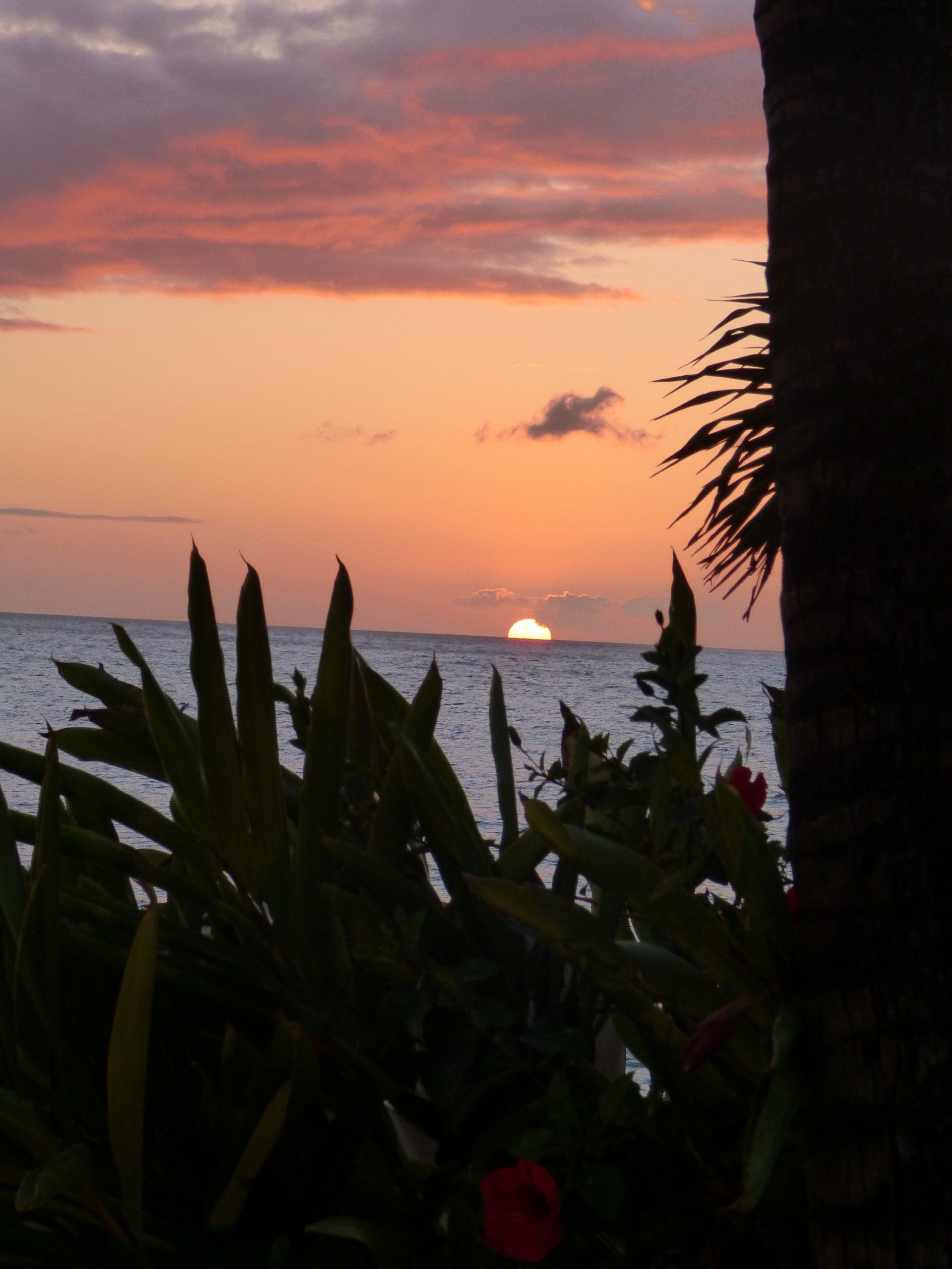 A sunset over the ocean with a palm tree in the foreground