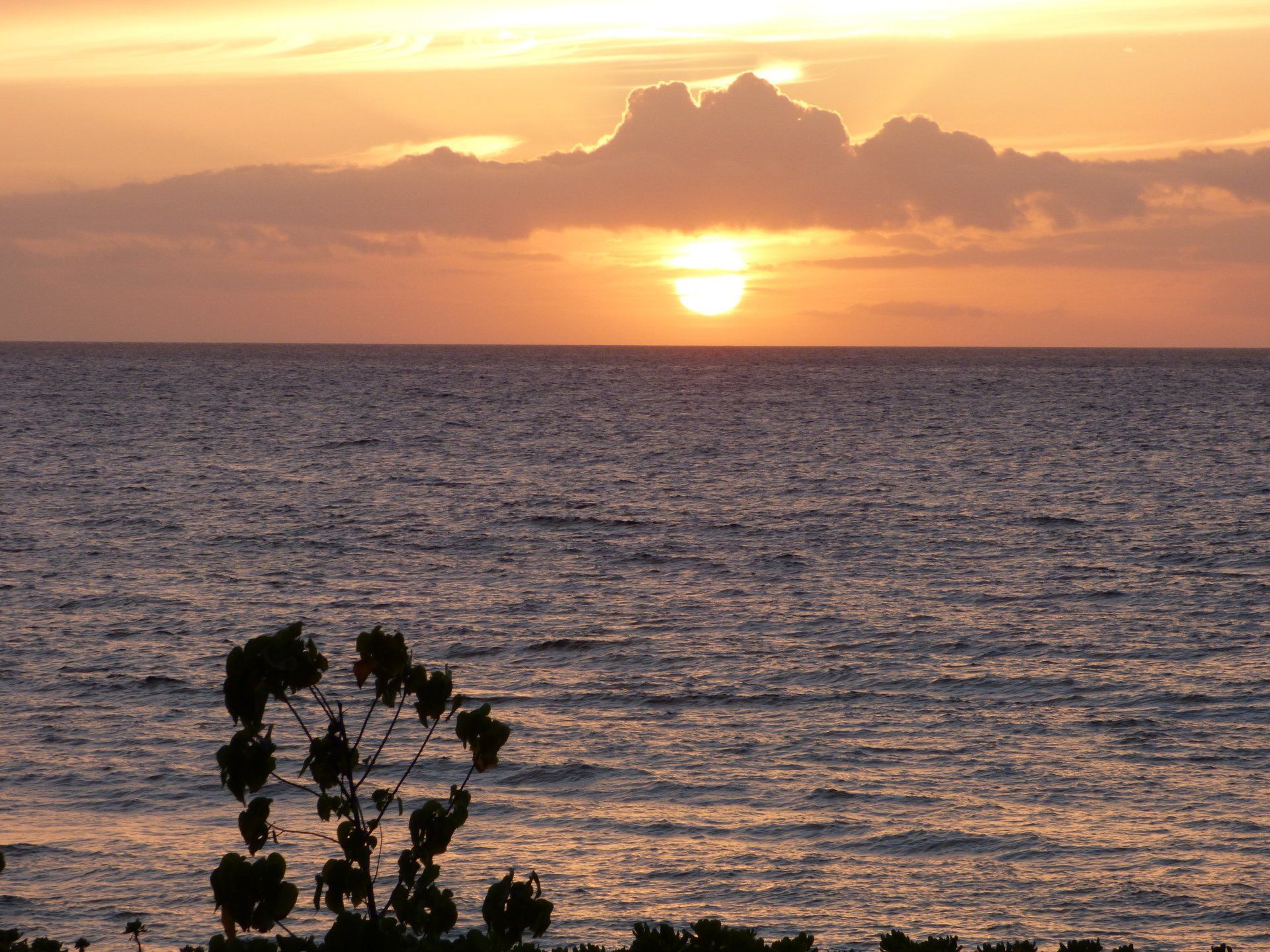 A sunset over the ocean with a tree in the foreground
