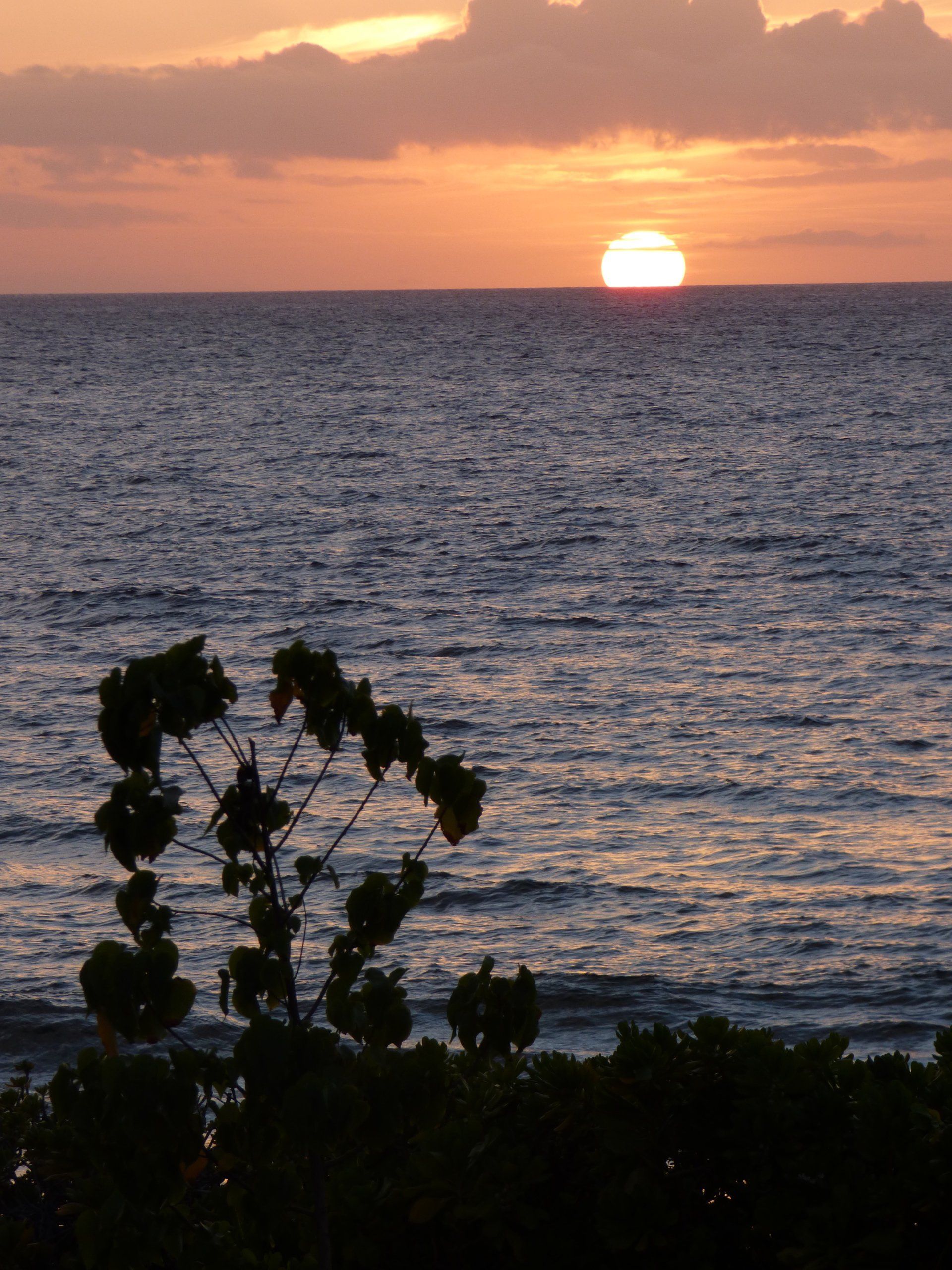 A sunset over the ocean with a tree in the foreground