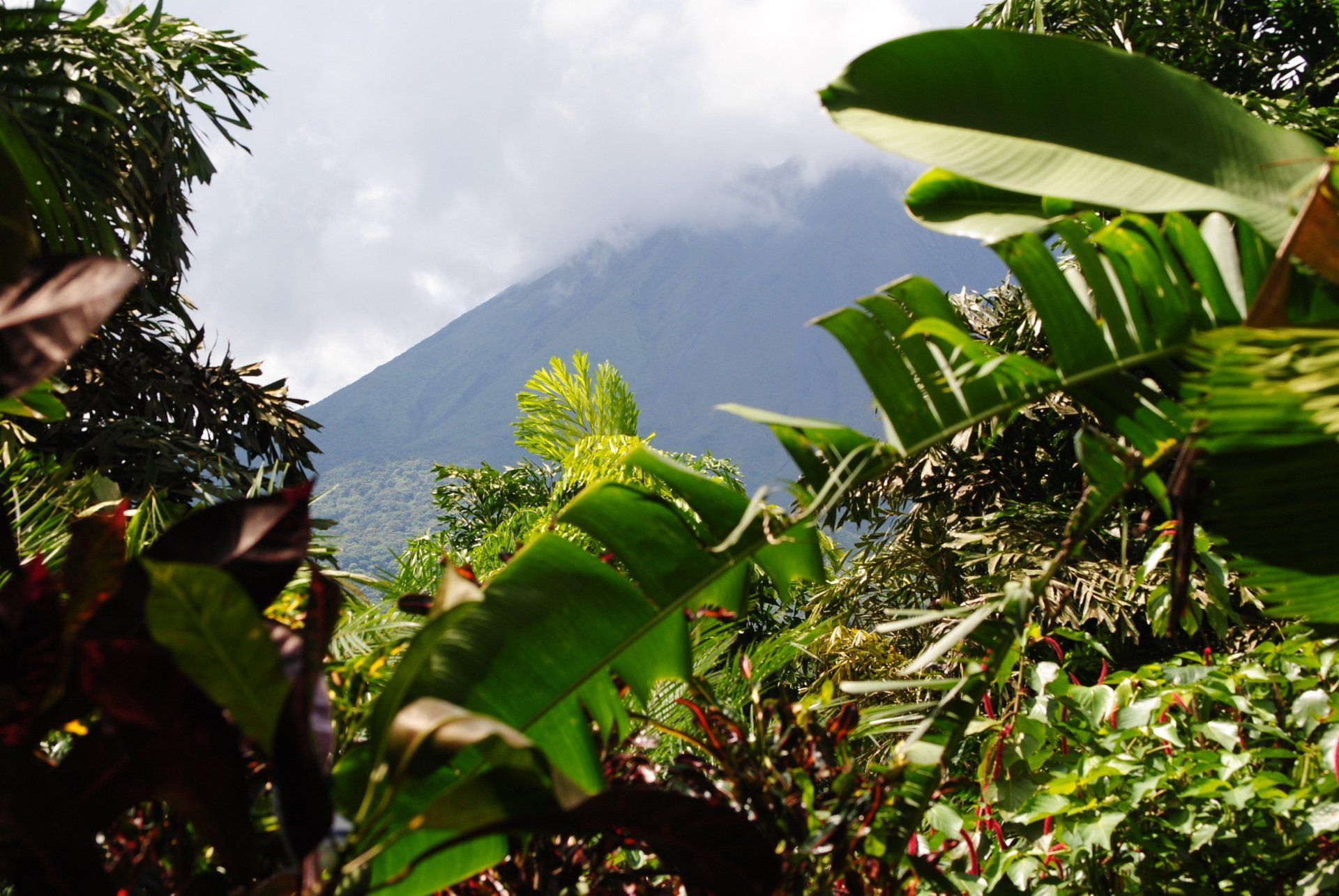 A lush green forest with a mountain in the background