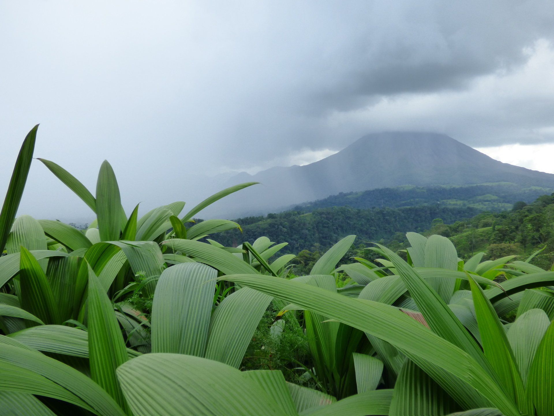 A lush green forest with a mountain in the background