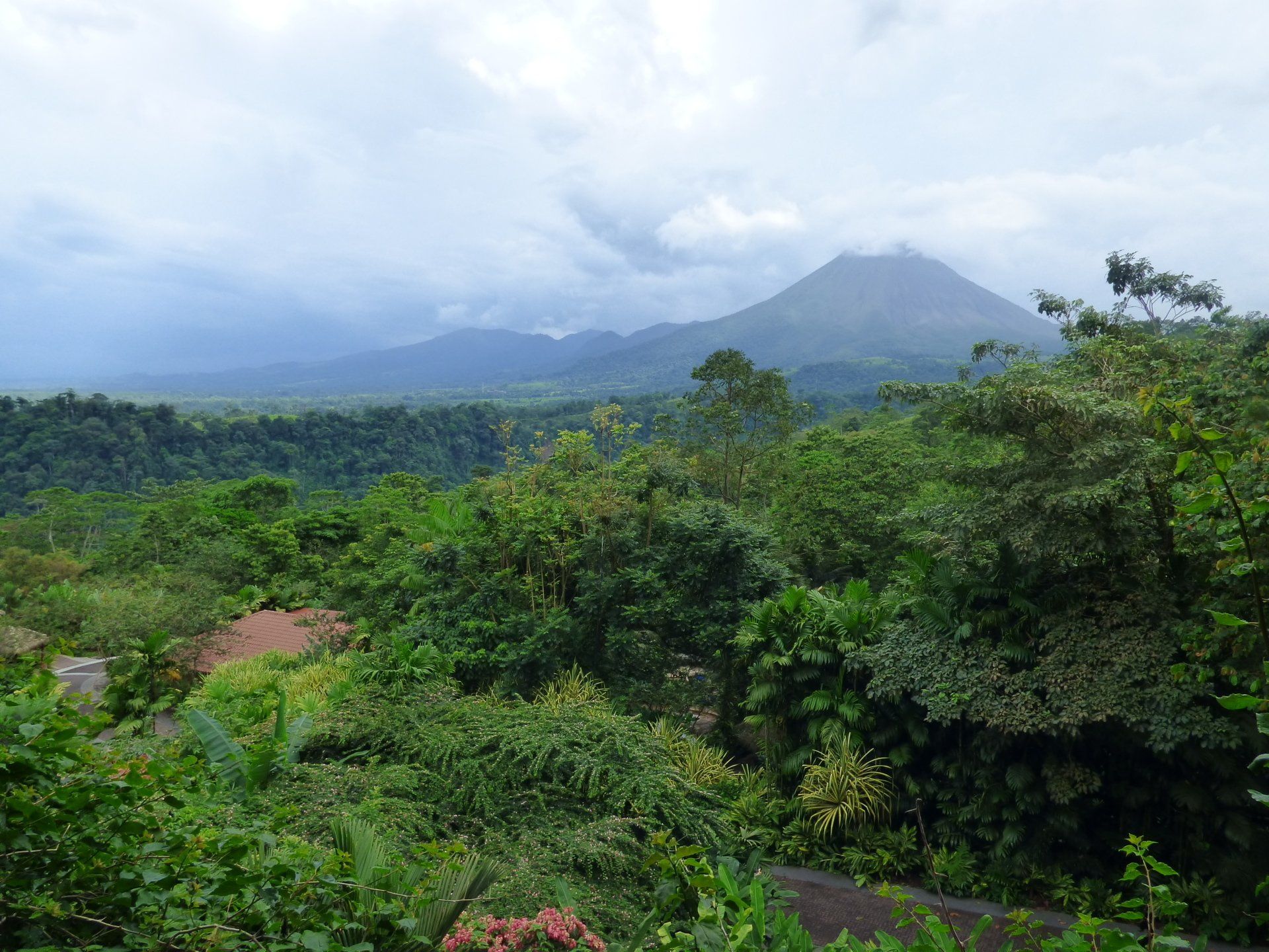 A view of a lush green forest with a mountain in the background.