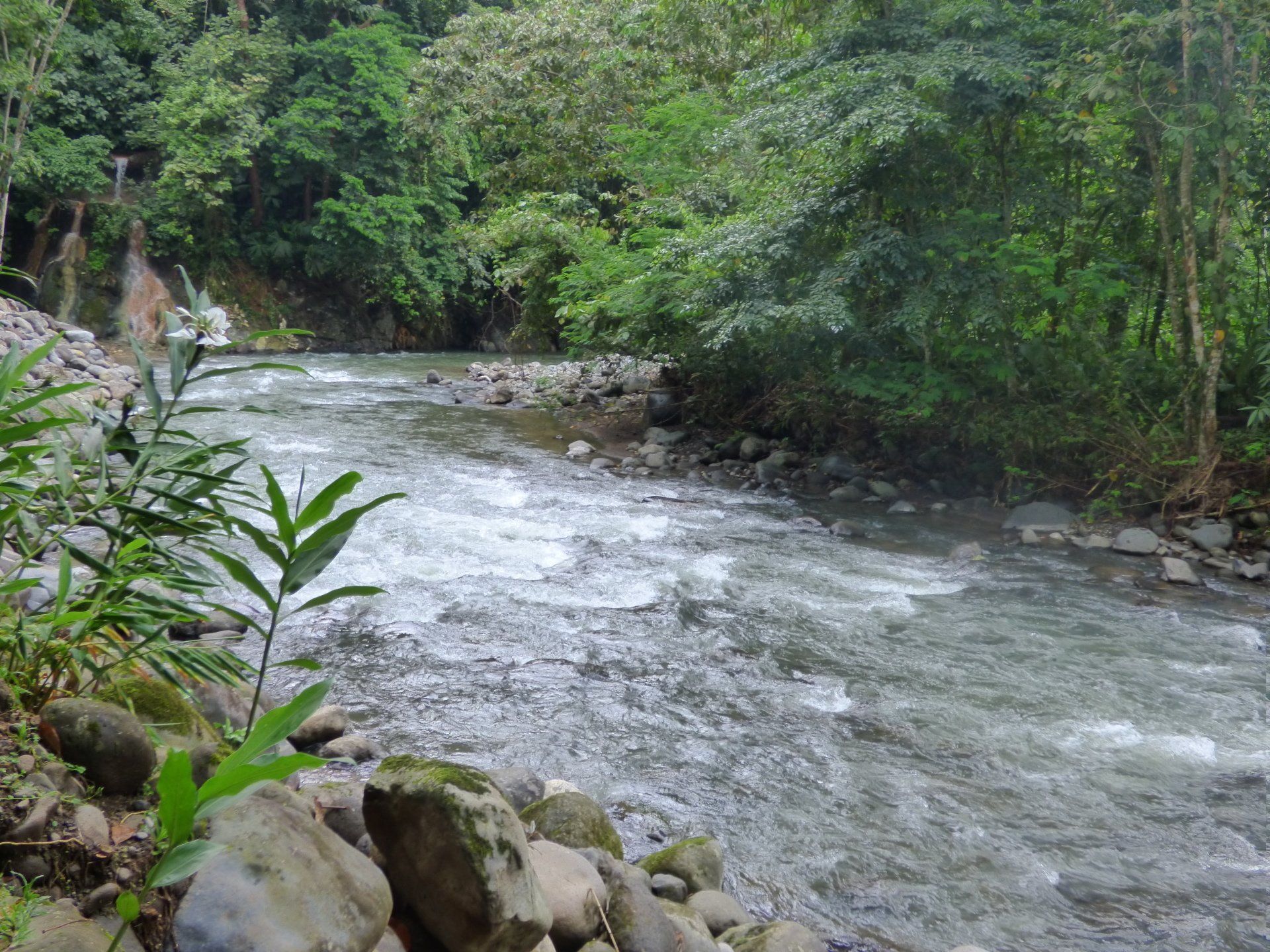 A river flowing through a lush green forest surrounded by rocks and trees.