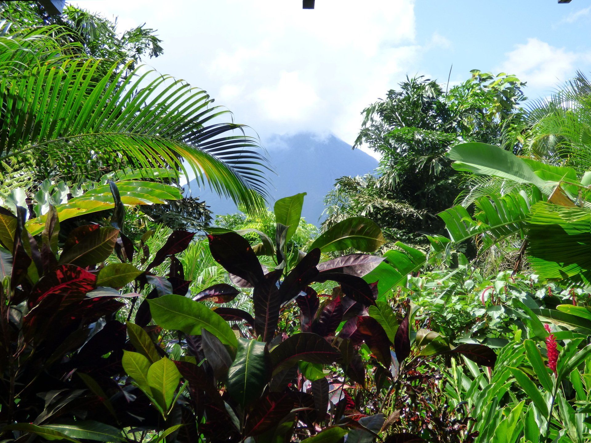 A lush green forest with a mountain in the background